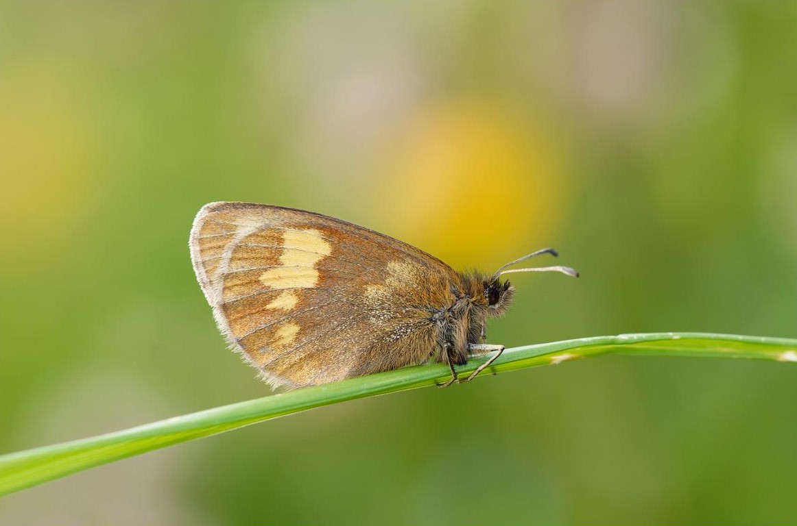 Okáč skvrnitý - samička - Foto Irena Wenischová 0524