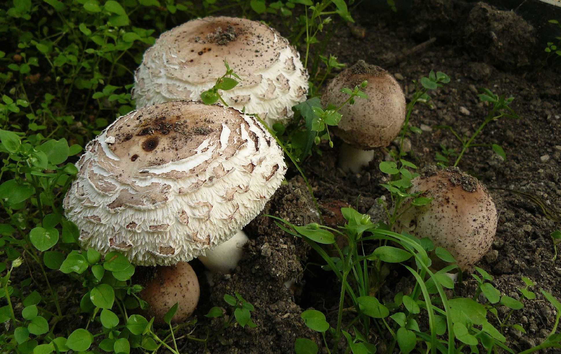 Bedla zahradní - Chlorophyllum brunneum - Foto Pavel Stančík 1124