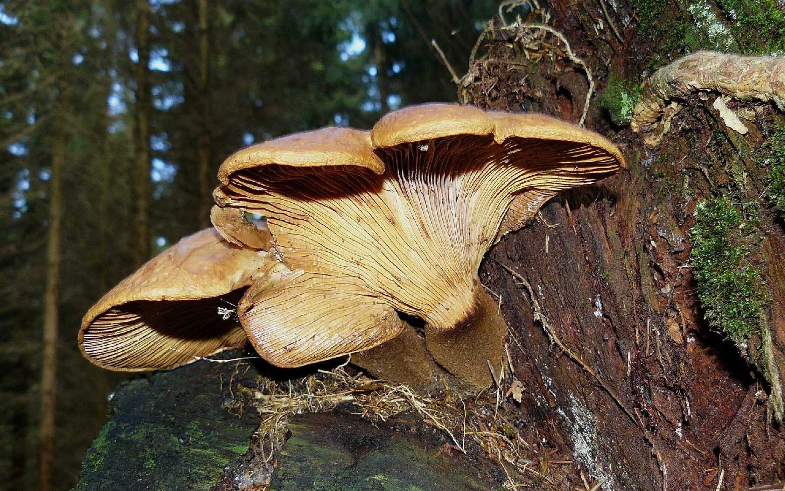 Čechratka černohuňatá - Tapinella atrotomentosa - Foto Pavel Stančík 1124