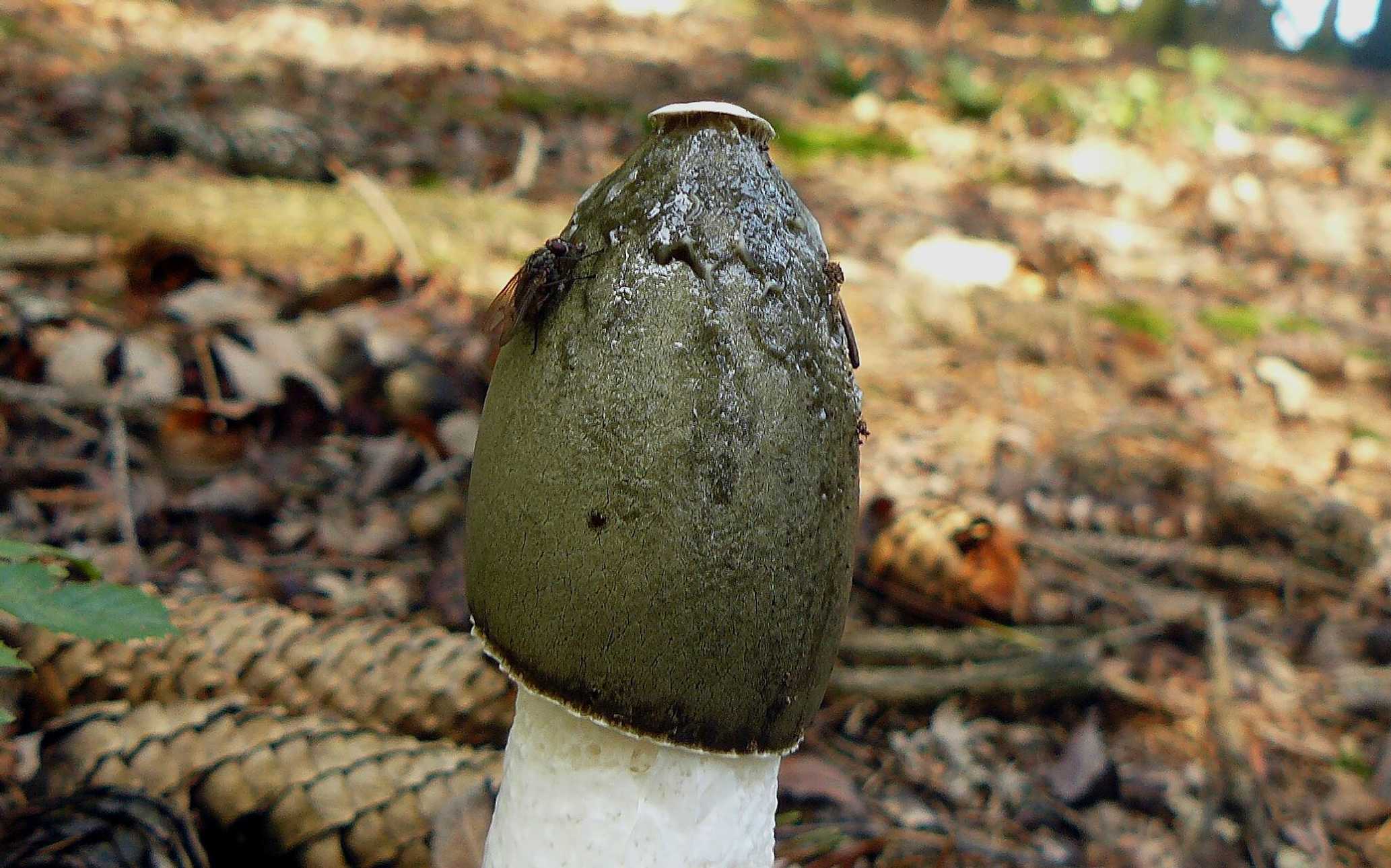 Hadovka smrdutá - Phallus impudicus - Foto Pavel Stančík 1124 (1)