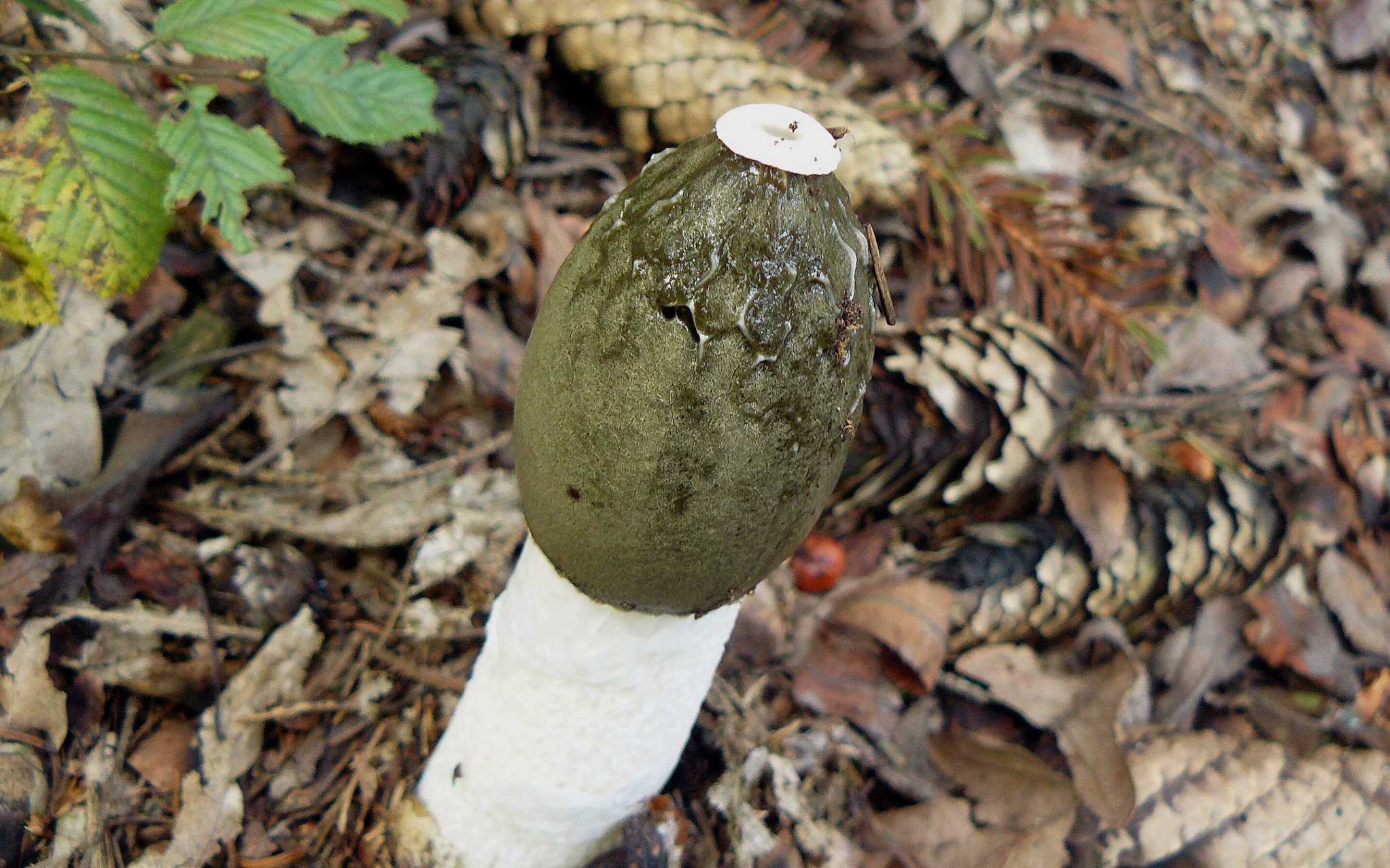 Hadovka smrdutá - Phallus impudicus - Foto Pavel Stančík 1124