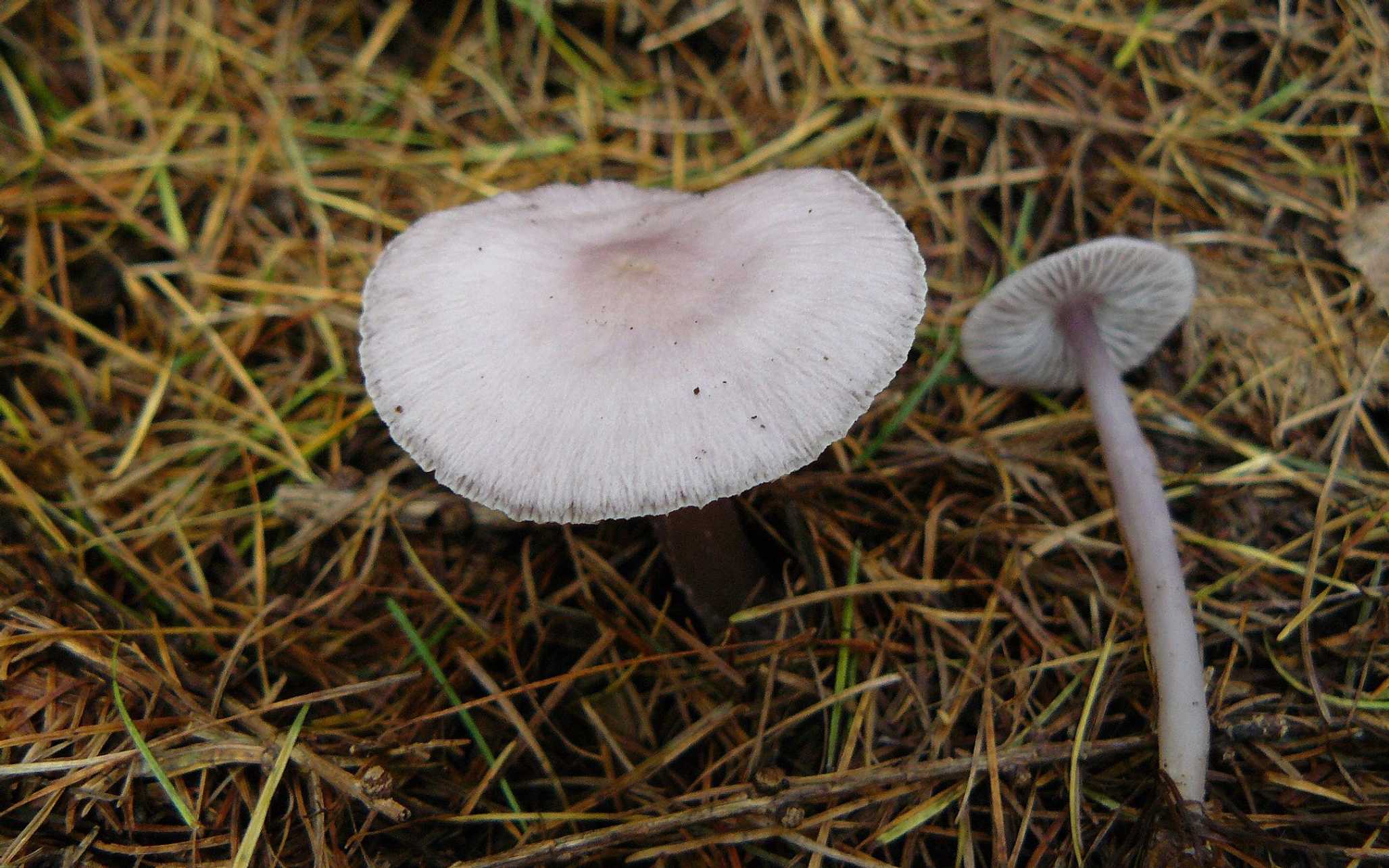 Helmovka ředkvičková - Mycena pura - Foto Pavel Stančík 1124