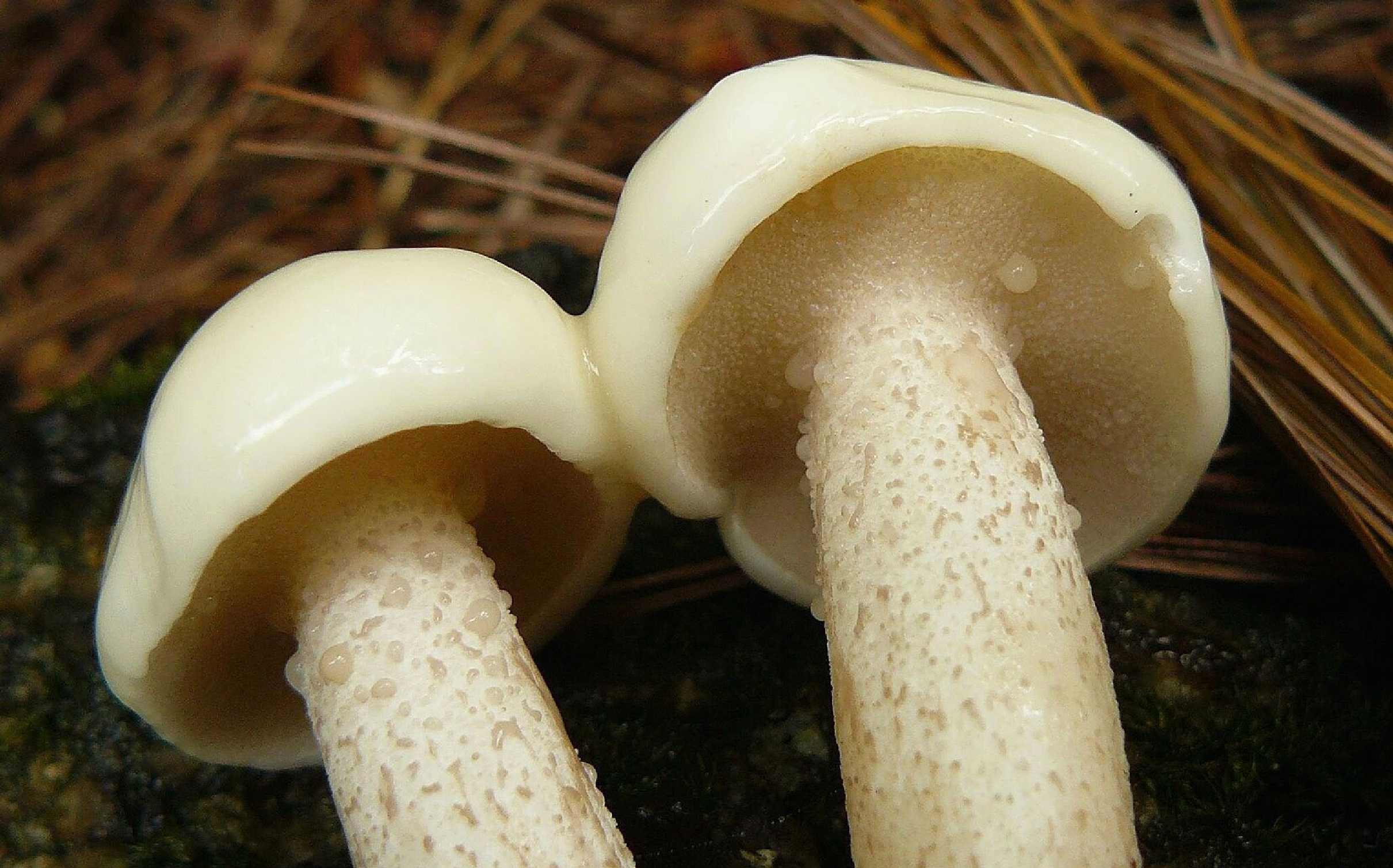 Klouzek bílý - Suillus placidus - Foto Pavel Stančík 1124