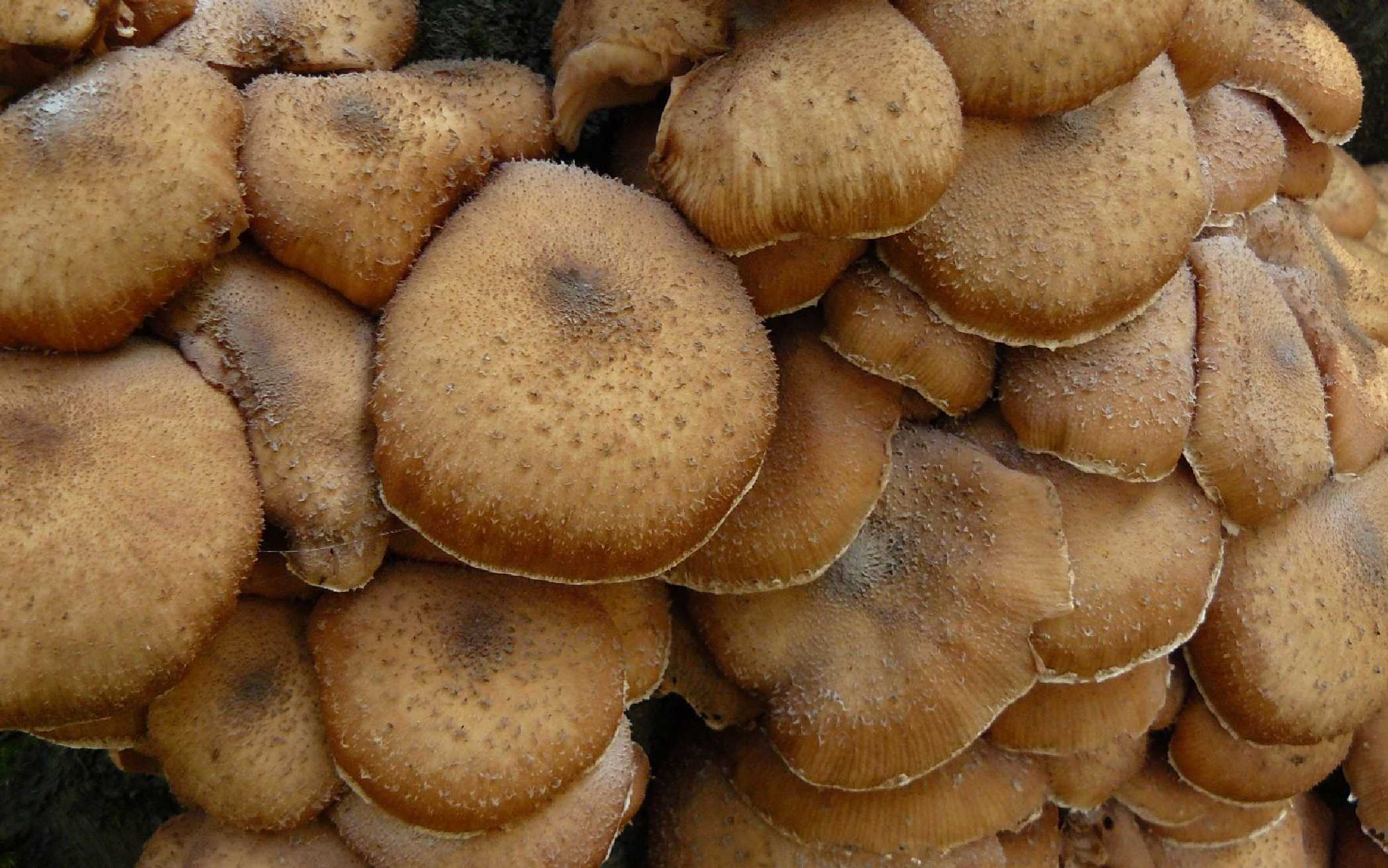 Václavka smrková - Armillaria ostoyae - Foto Pavel Stančík 1124