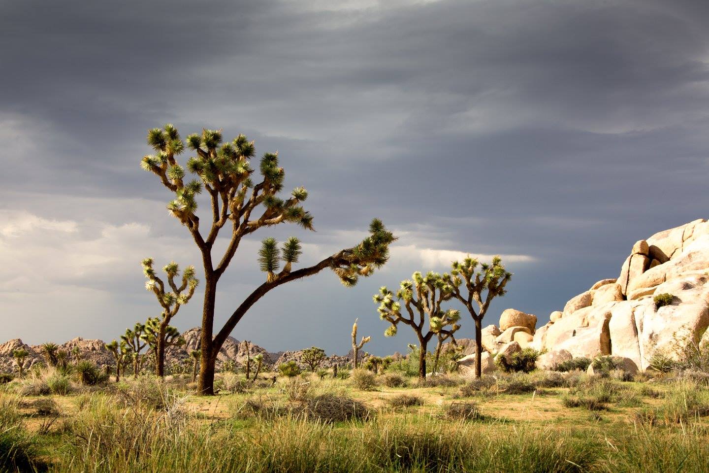 Joshua Tree NP - Foto Ladislav Hanousek 1124 (1)