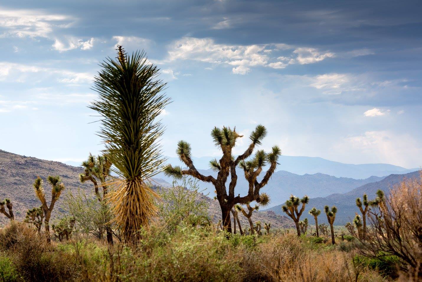 Joshua Tree NP - Foto Ladislav Hanousek 1124