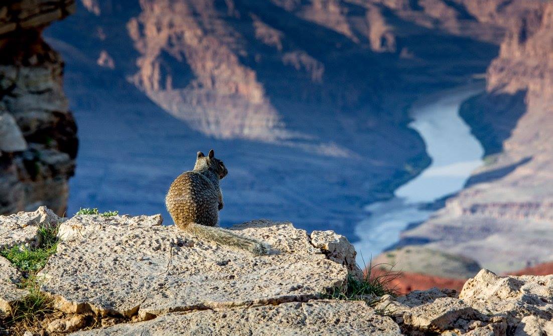 NP Grand Canyon - veverka kaibabská nad řekou Colorado - Foto Ladislav Hanousek 1124