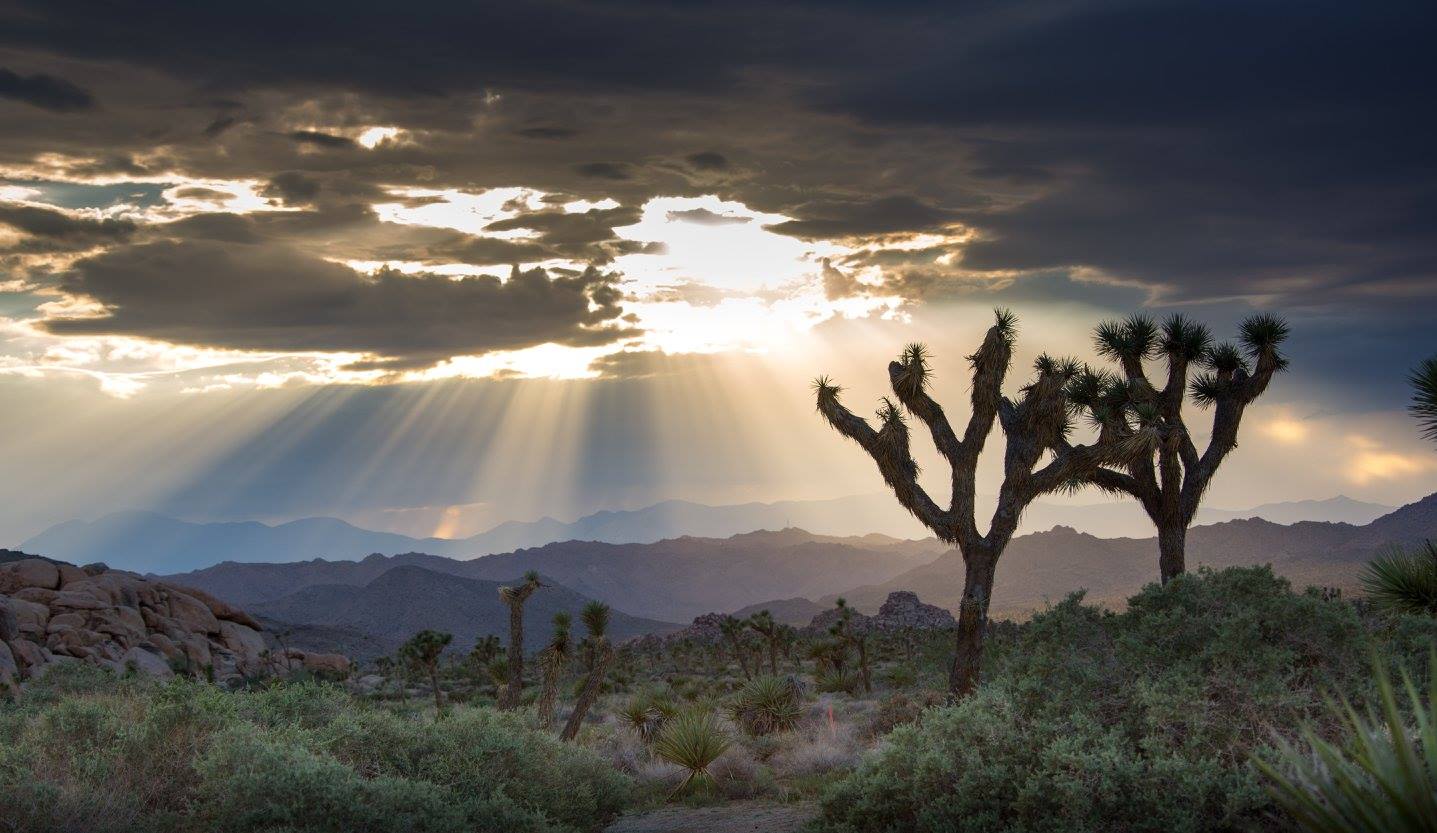 Před západem slubce v NP Joshua Tree - Foto Ladislav Hanousek 1124