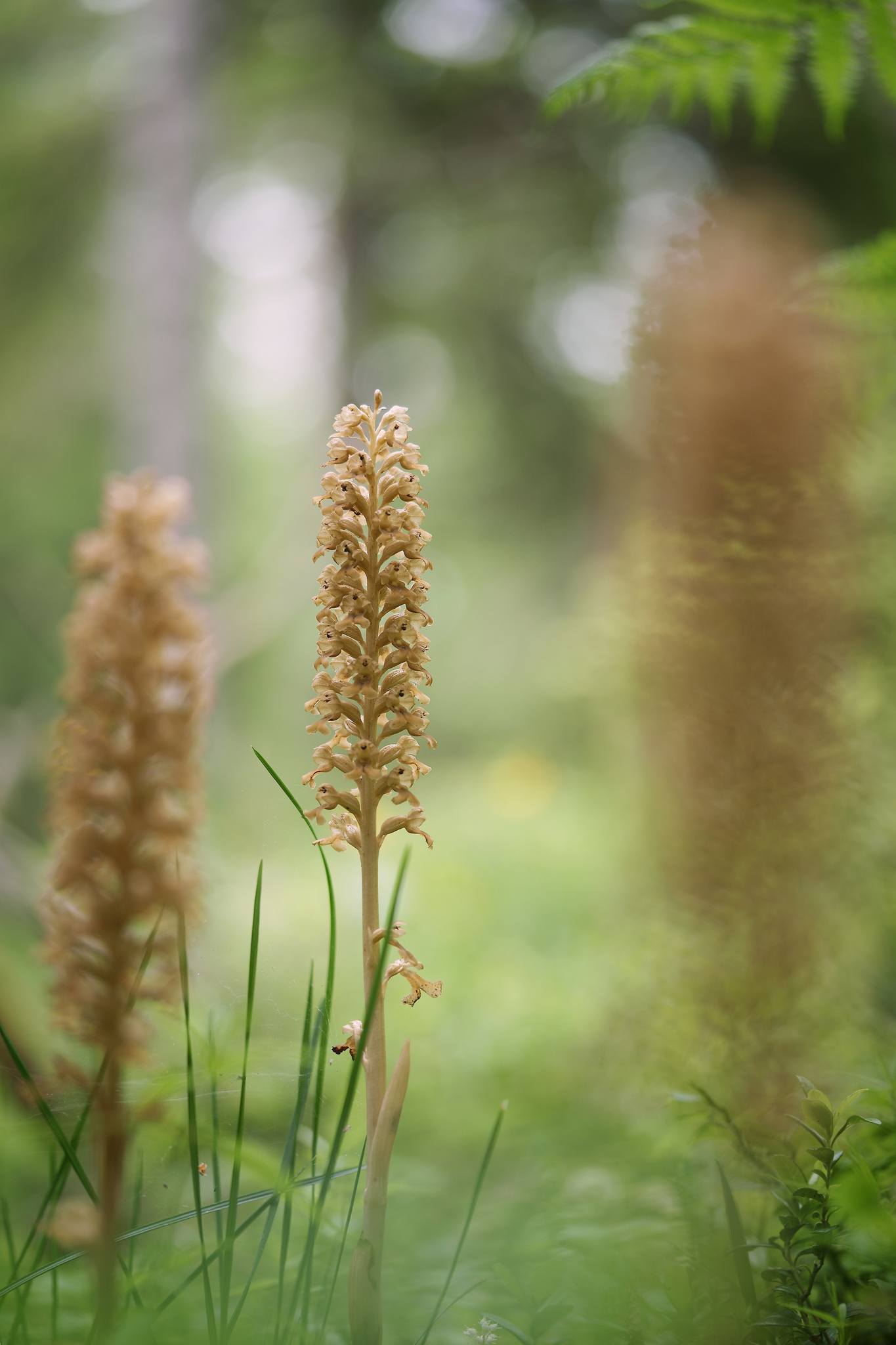 Hlístník hnízdák - Neottia nidus-avis - Foto Jana Ježková 0624 (4)