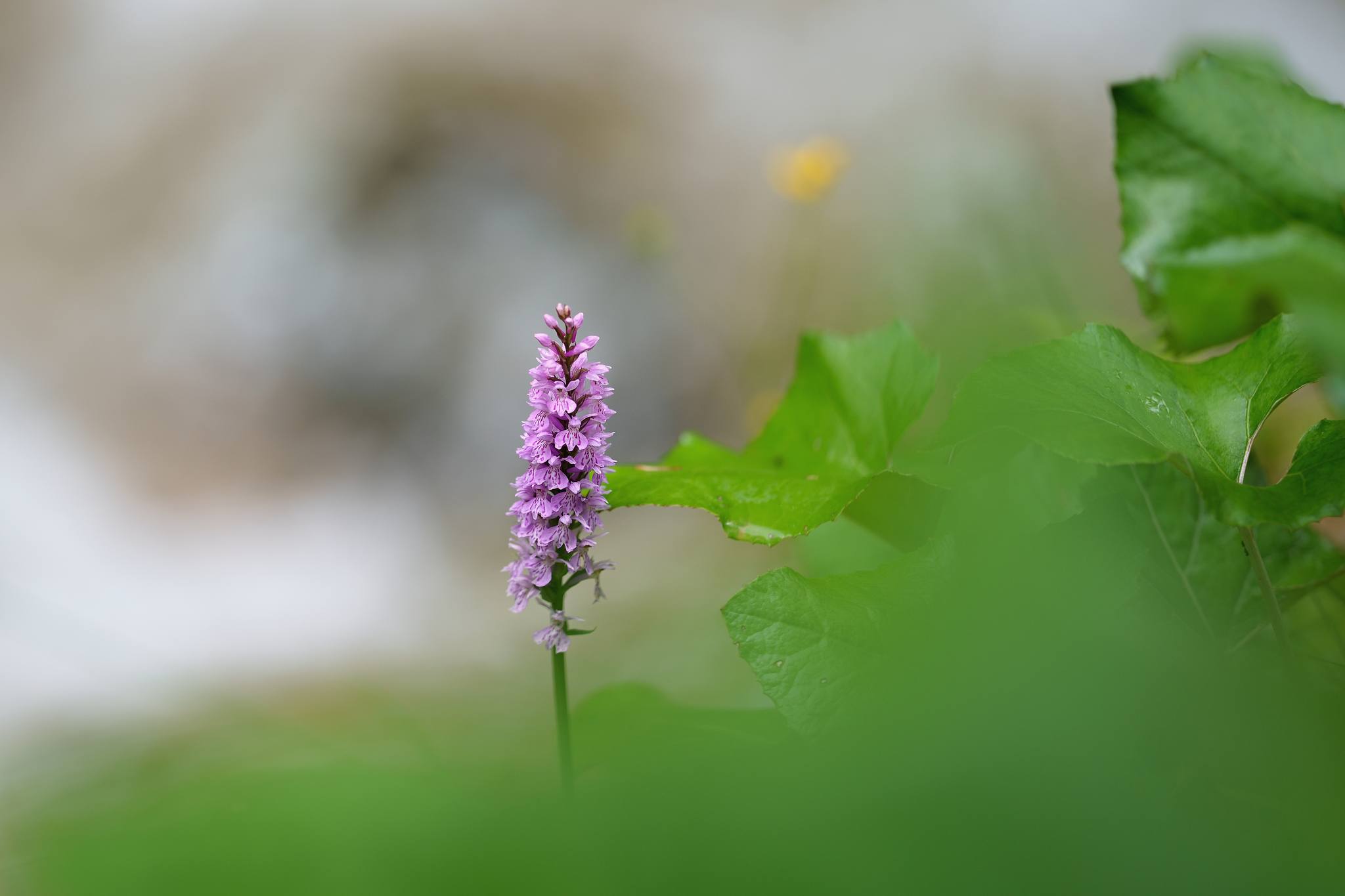 Prstnatec Fuchsův - Dactylorhiza Fuchsii - Foto Jana Ježková 0624