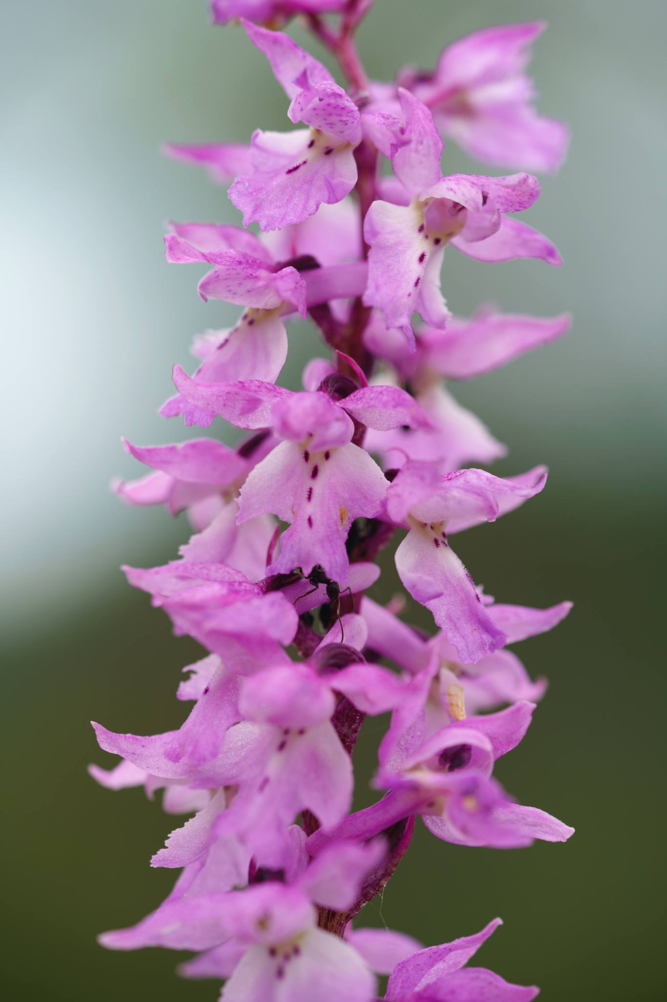 Vstavač mužský znamenaný - Orchis mascula subsp. speciosa - Foto Jana Ježková 0624 (1)