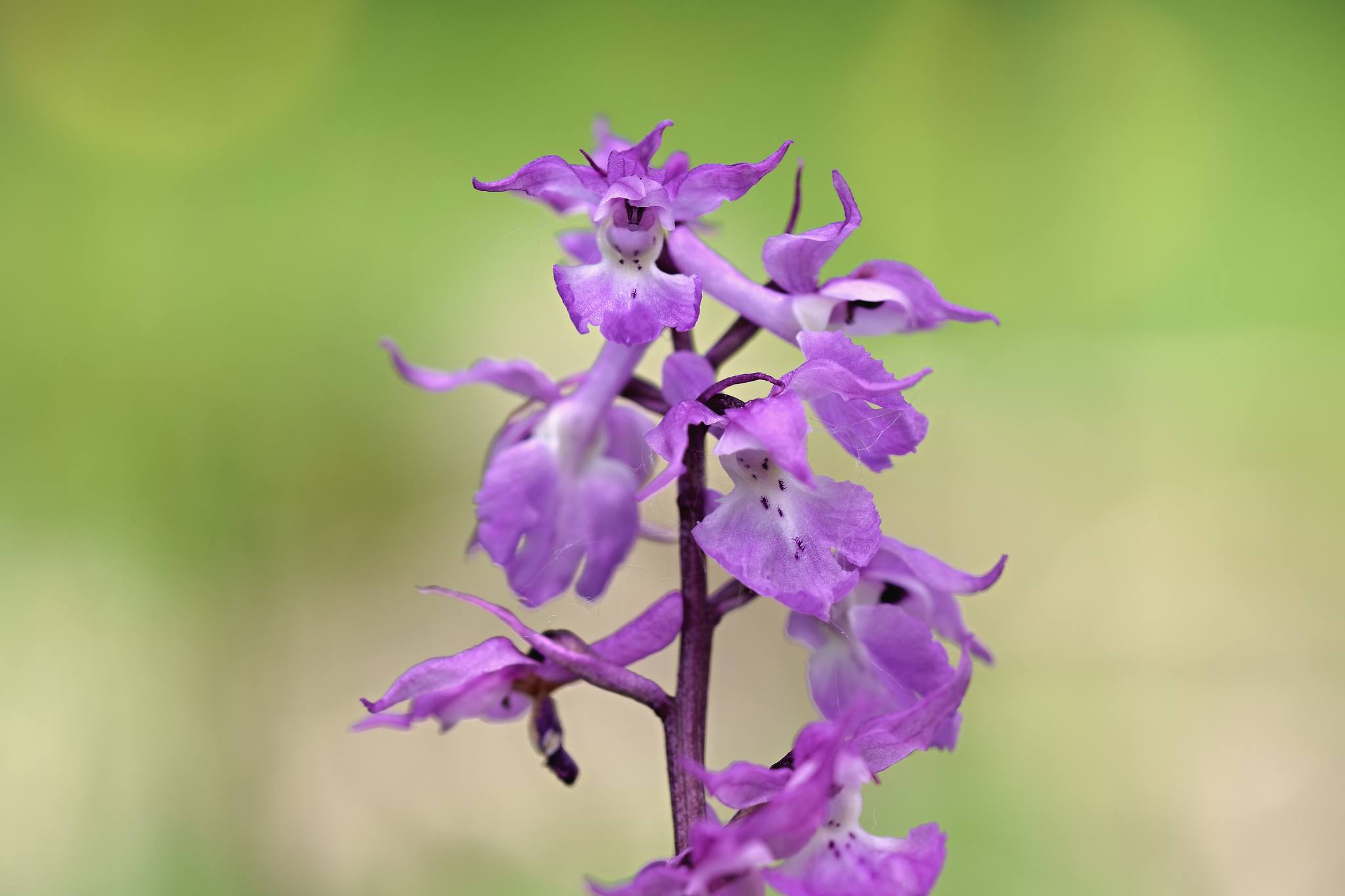 Vstavač mužský znamenaný - Orchis mascula subsp. speciosa - Foto Jana Ježková 0624 (2)