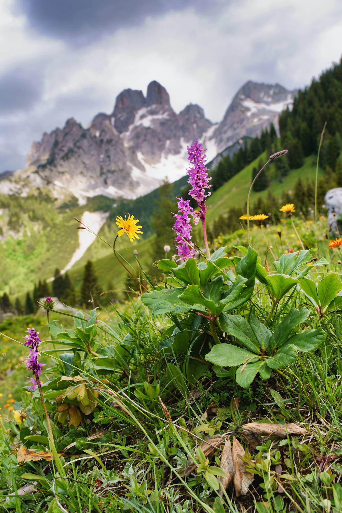 Vstavač mužský znamenaný - Orchis mascula subsp. speciosa - Foto Jana Ježková 0624 (3)