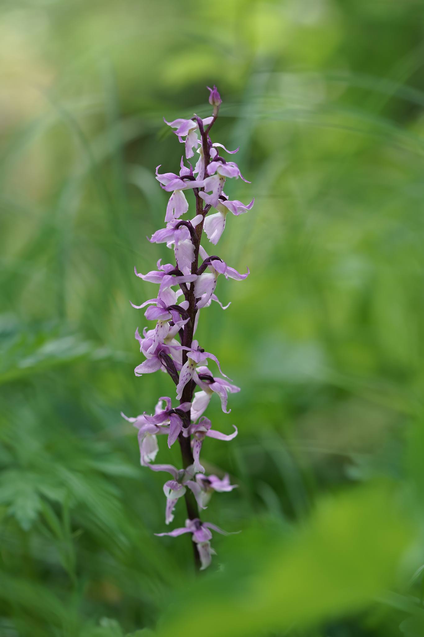 Vstavač mužský znamenaný - Orchis mascula subsp. speciosa - Foto Jana Ježková 0624 (4)