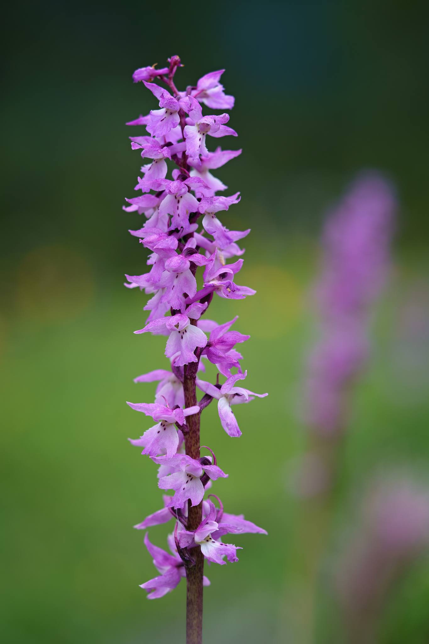 Vstavač mužský znamenaný - Orchis mascula subsp. speciosa - Foto Jana Ježková 0624 (5)