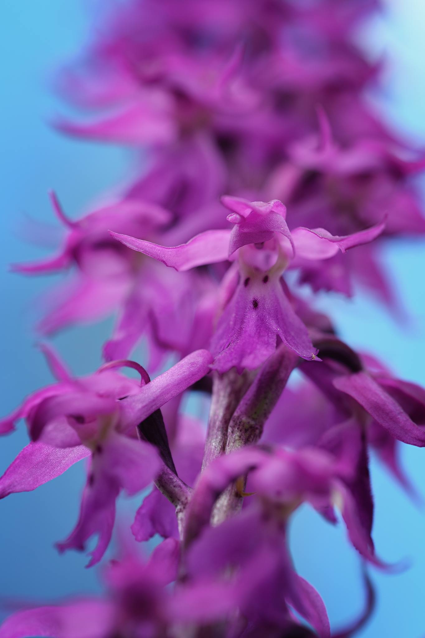 Vstavač mužský znamenaný - Orchis mascula subsp. speciosa - Foto Jana Ježková 0624 (6)