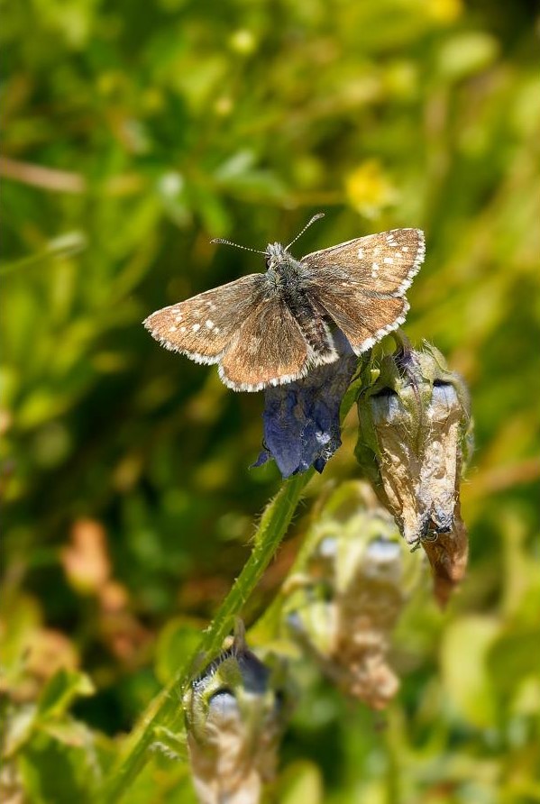 Sourmačník mochnový - samec - Foto Irena Wenischová 0624