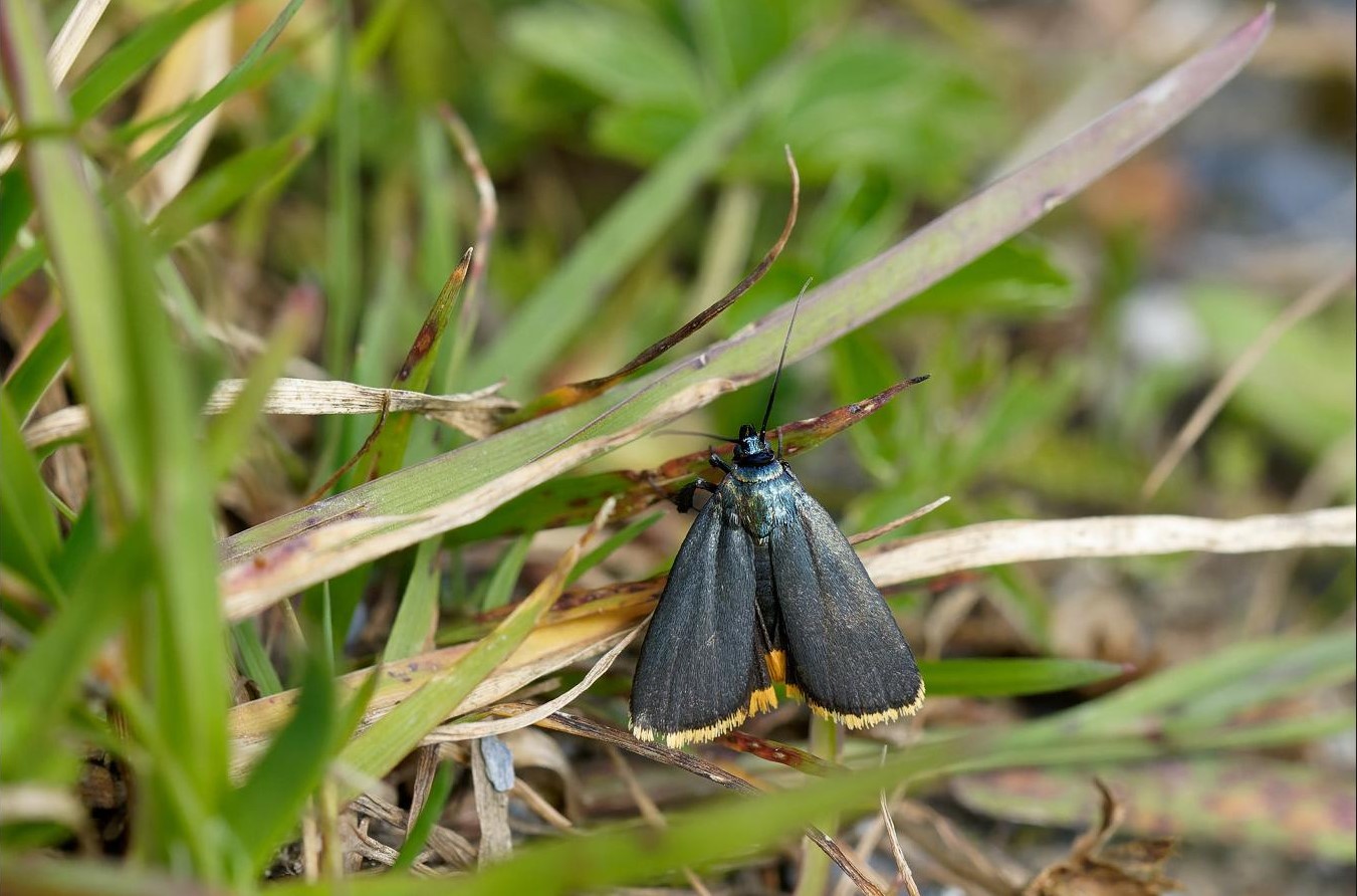 Zavíječ - Catastia marginea - Foto Irena Wenischová 0624