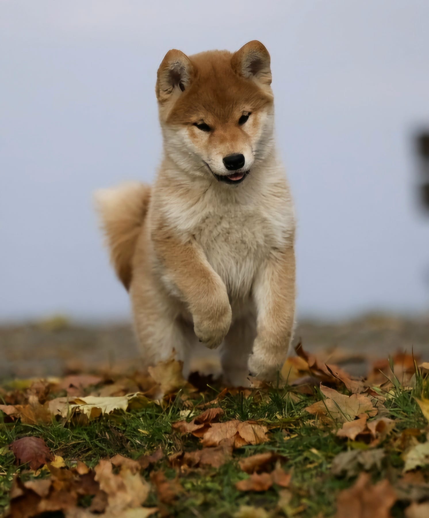 Buck - Foto Jiří Křivánek 1124 (5)