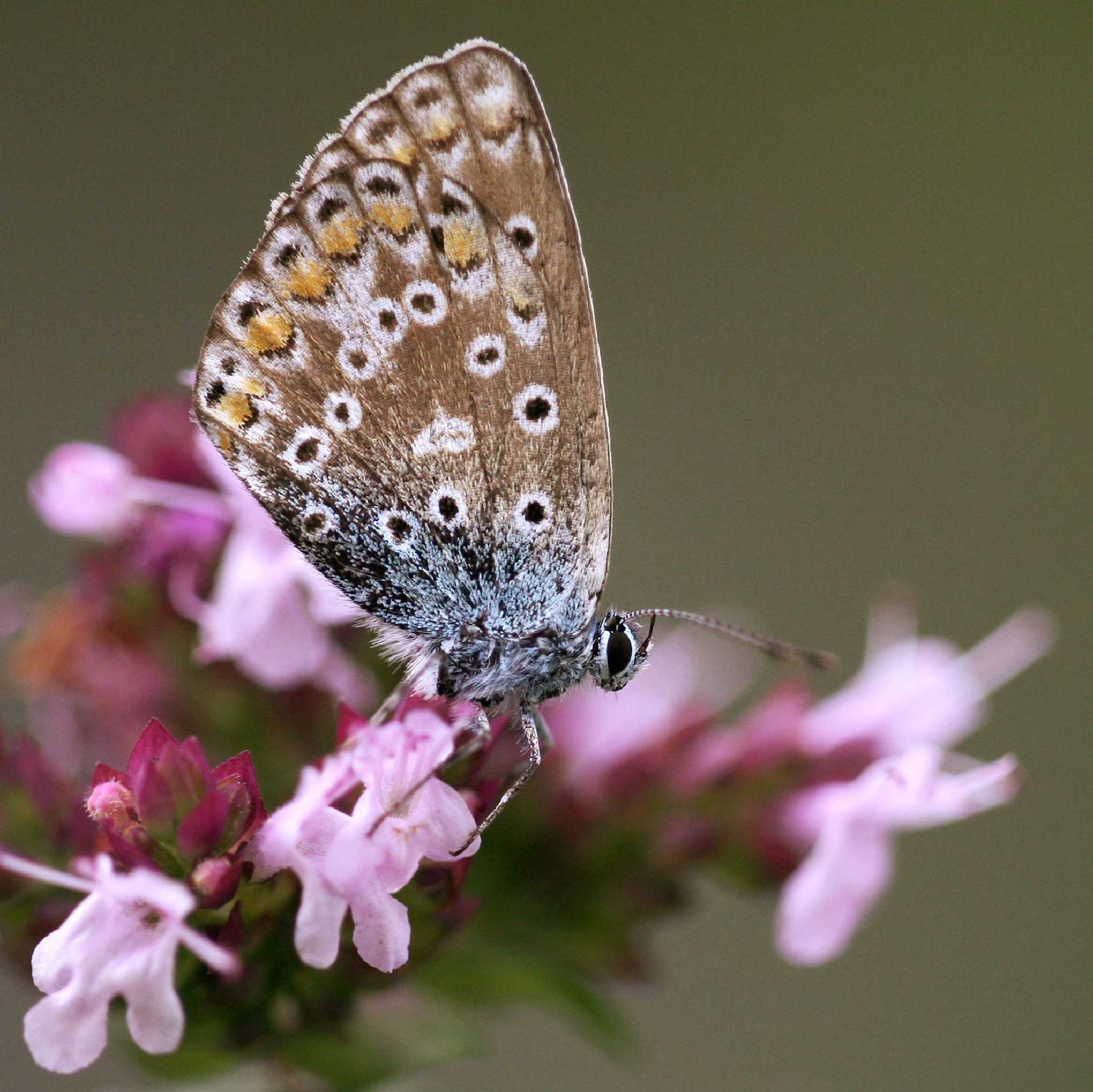 Motýlek odpočívající na naší zahradě - Foto Angelika Špicarová 0717