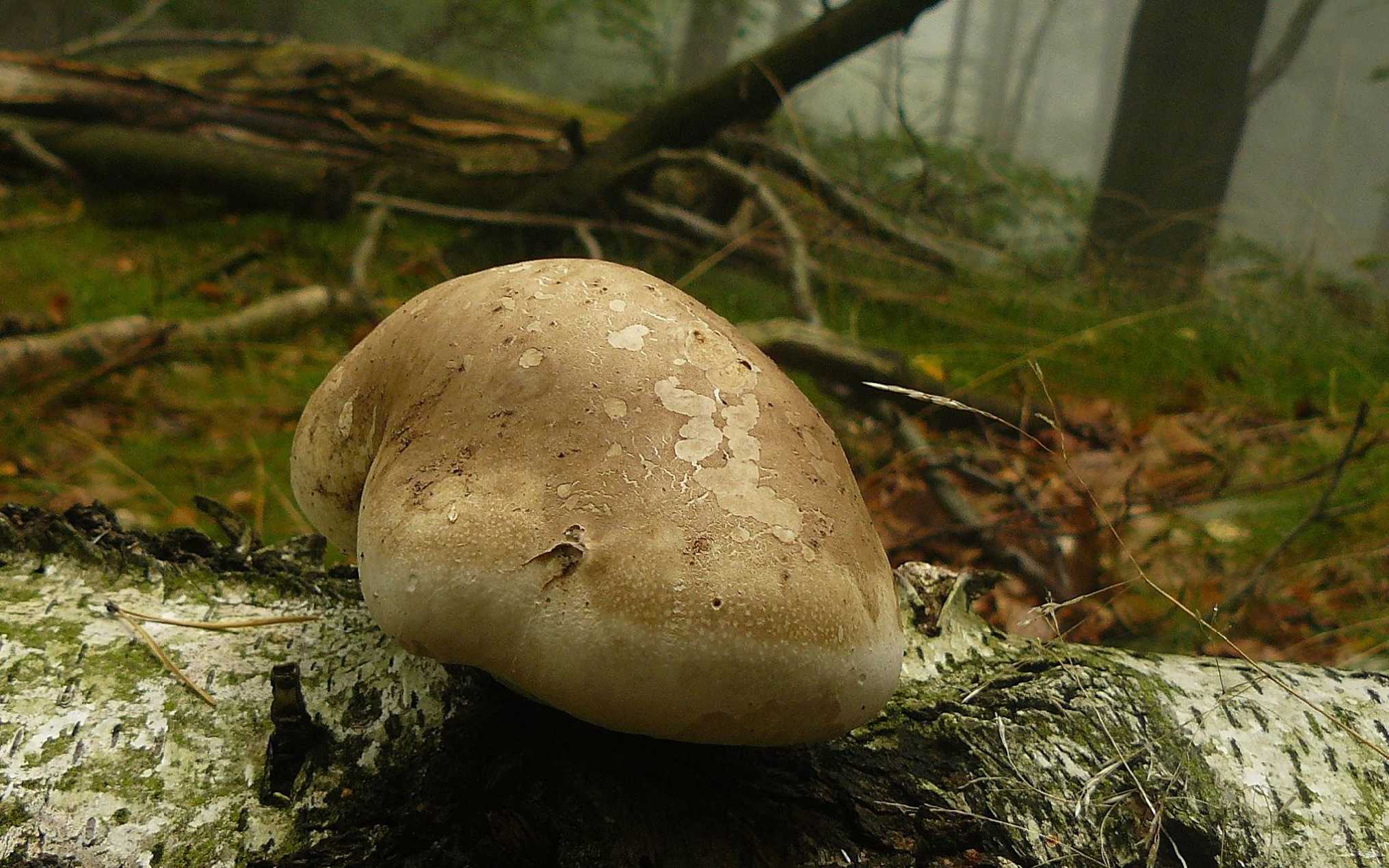 Březovník obecný - Piptoporus betulinus - Foto Pavel Stančík 0125