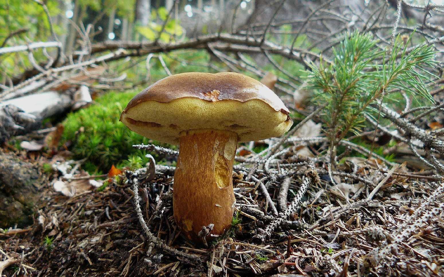 Hřib hnědý - Boletus badius - Foto Pavel Stančík 0125