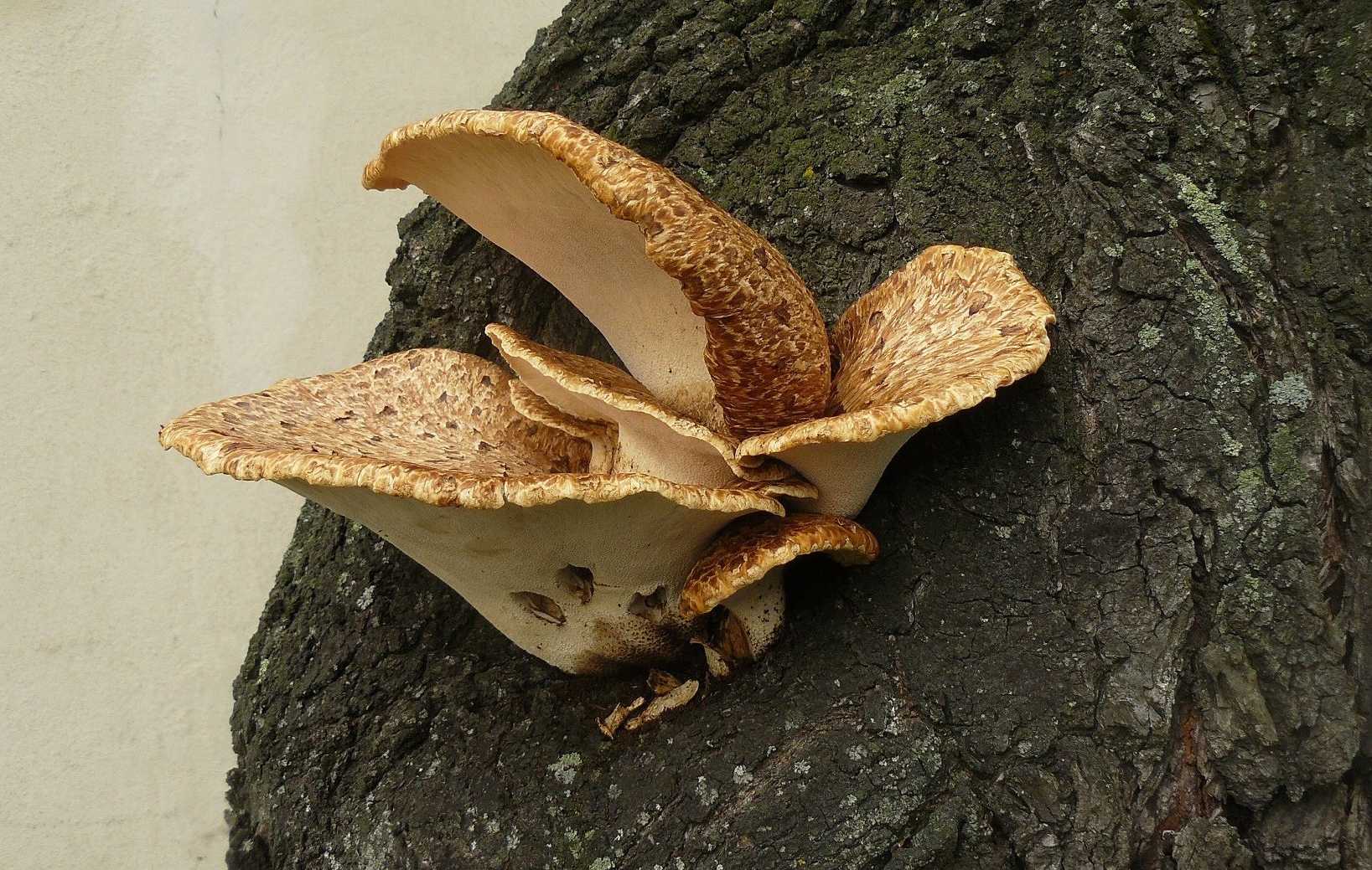 Choroš šupinatý - Polyporus squamosus - Foto Pavel Stančík 0125