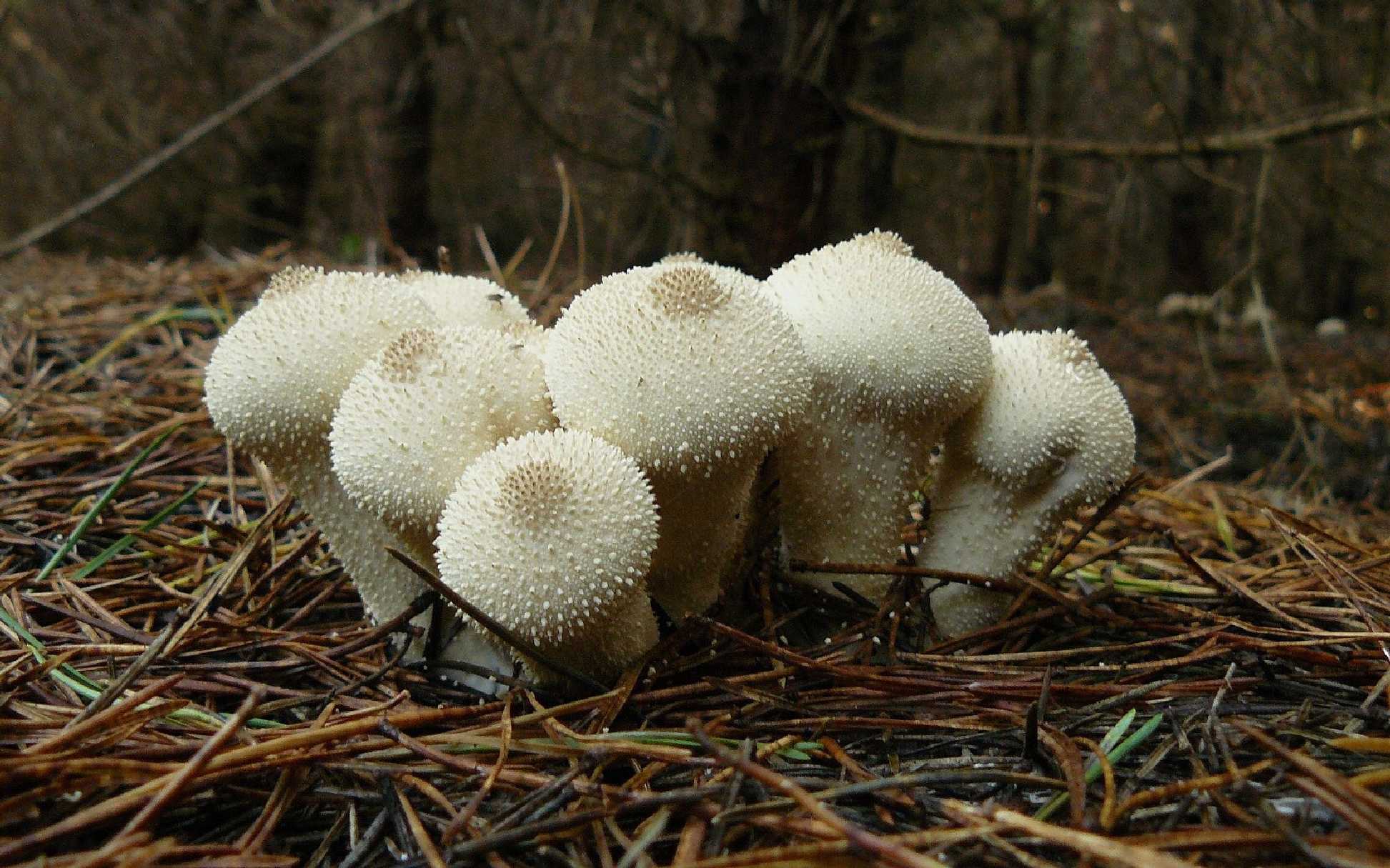 Pýchavka obecná - Lycoperdon perlatum - Foto Pavel Stančík 0125