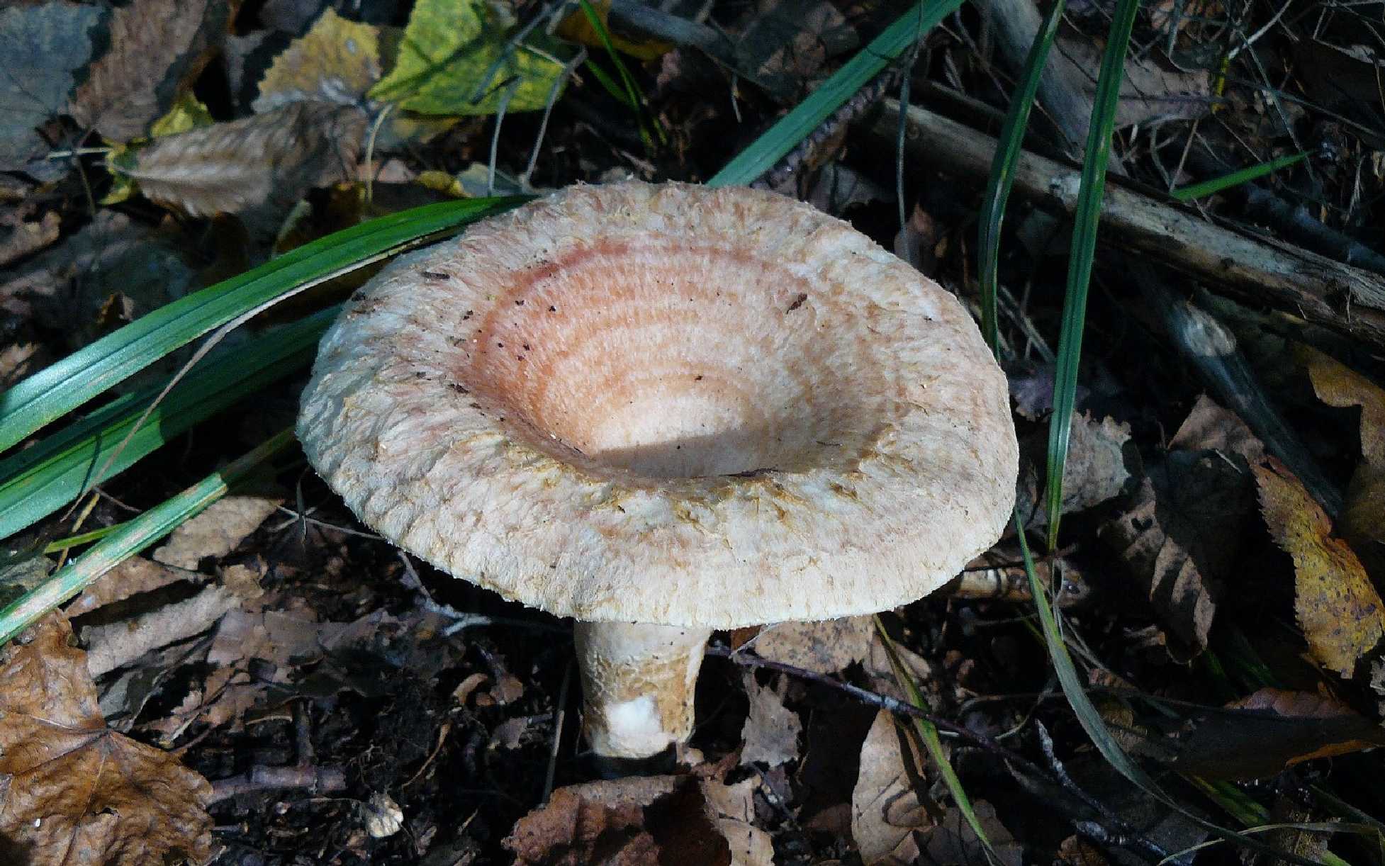 Ryzec kravský - Lactarius torminosus - Foto Pavel Stančík 0125