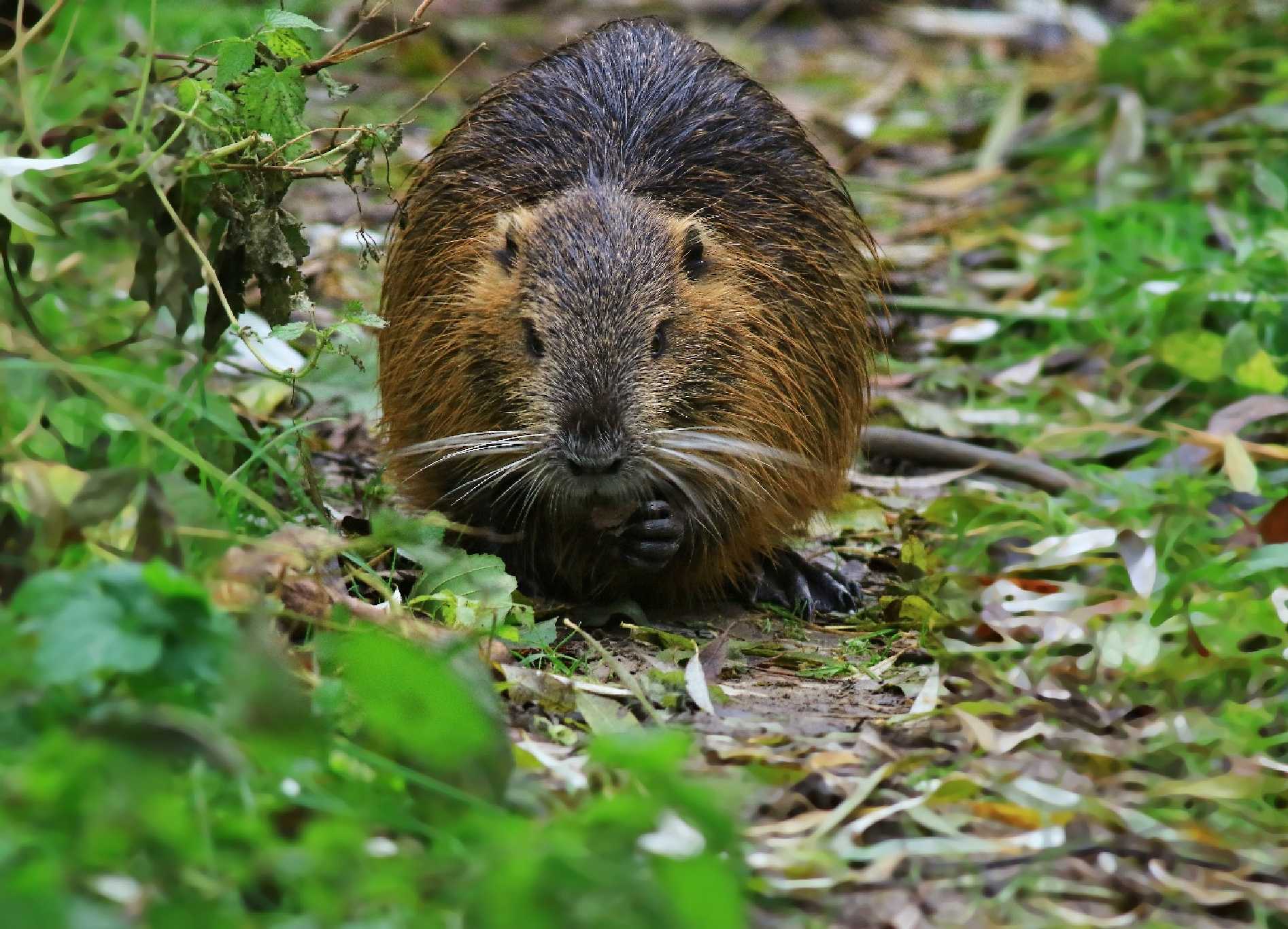 Nutrie říční - Foto Pavel Balazka 1124 (3)