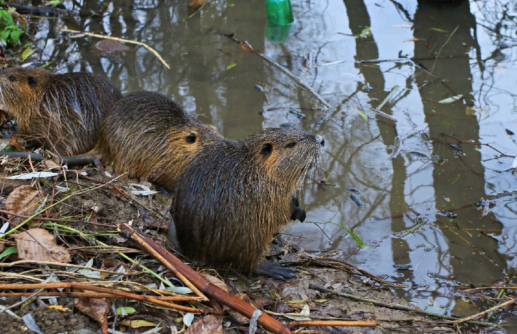 Nutrie říční - Foto Pavel Balazka 1124 (4)