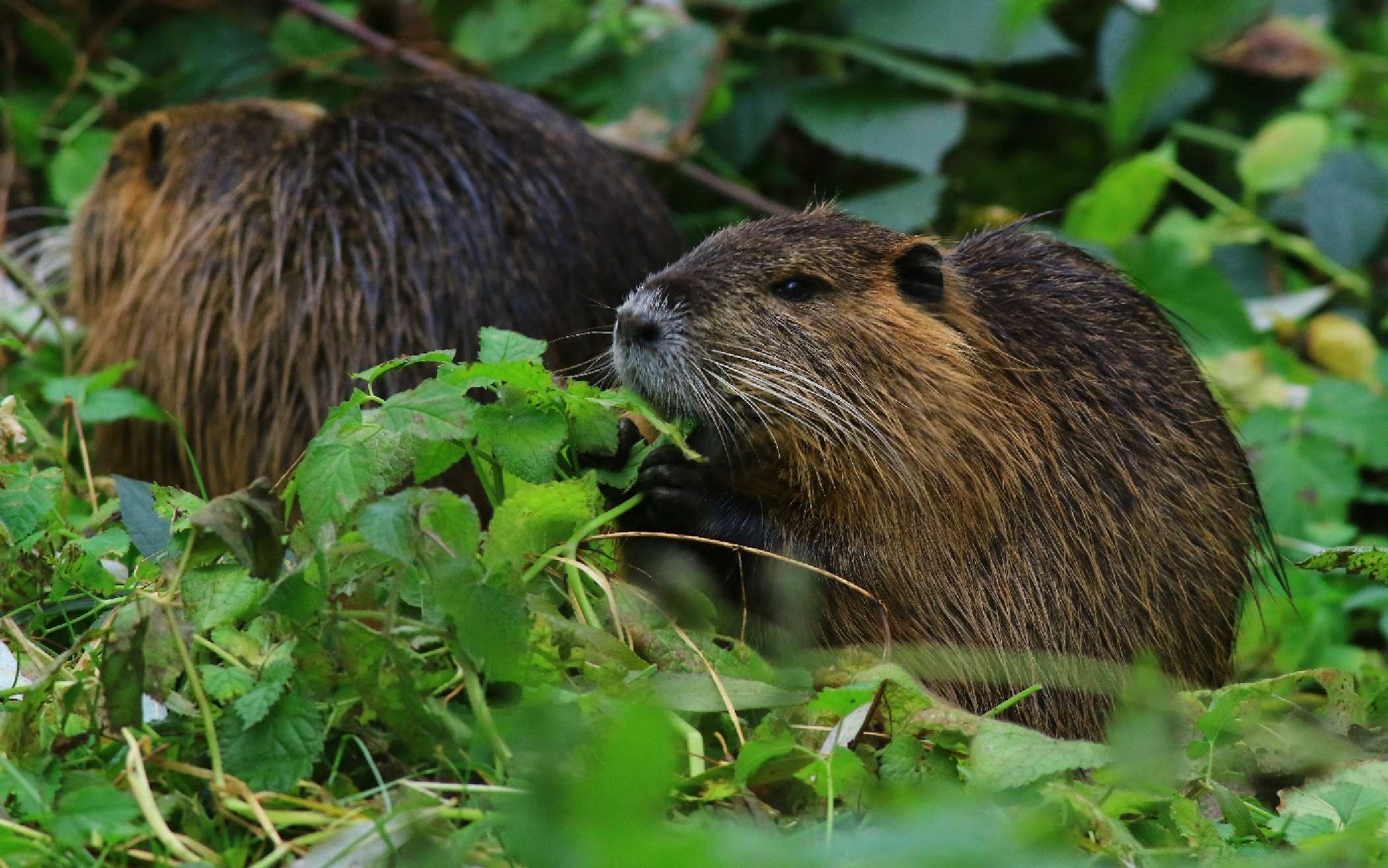 Nutrie říční - Foto Pavel Balazka 1124 (5)