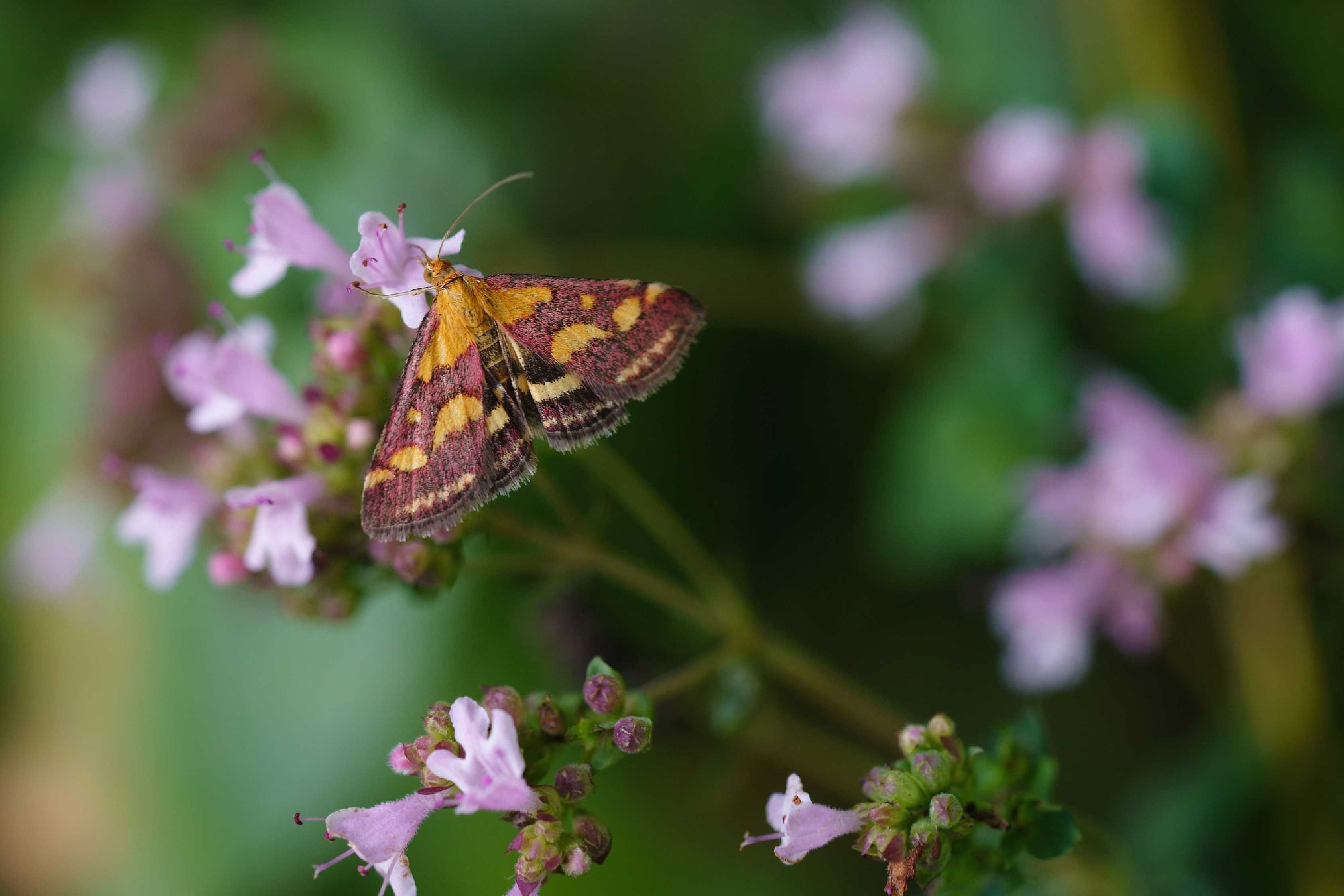 Zavíječ purpurový - Foto Jana Ježková 0824