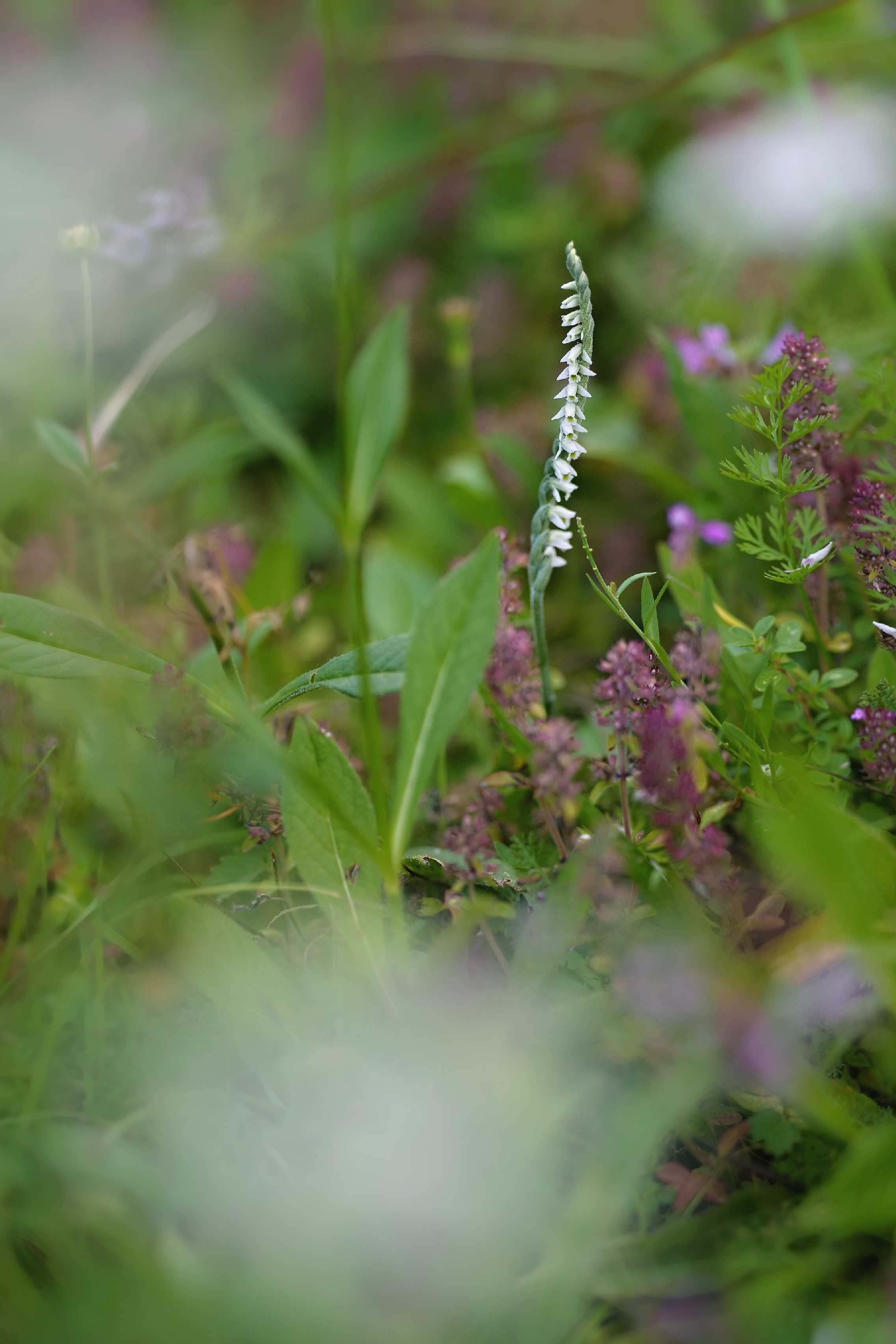 Švihlík krutiklas - Spiranthes spiralis - Foto Jana Ježková 0724 (1)