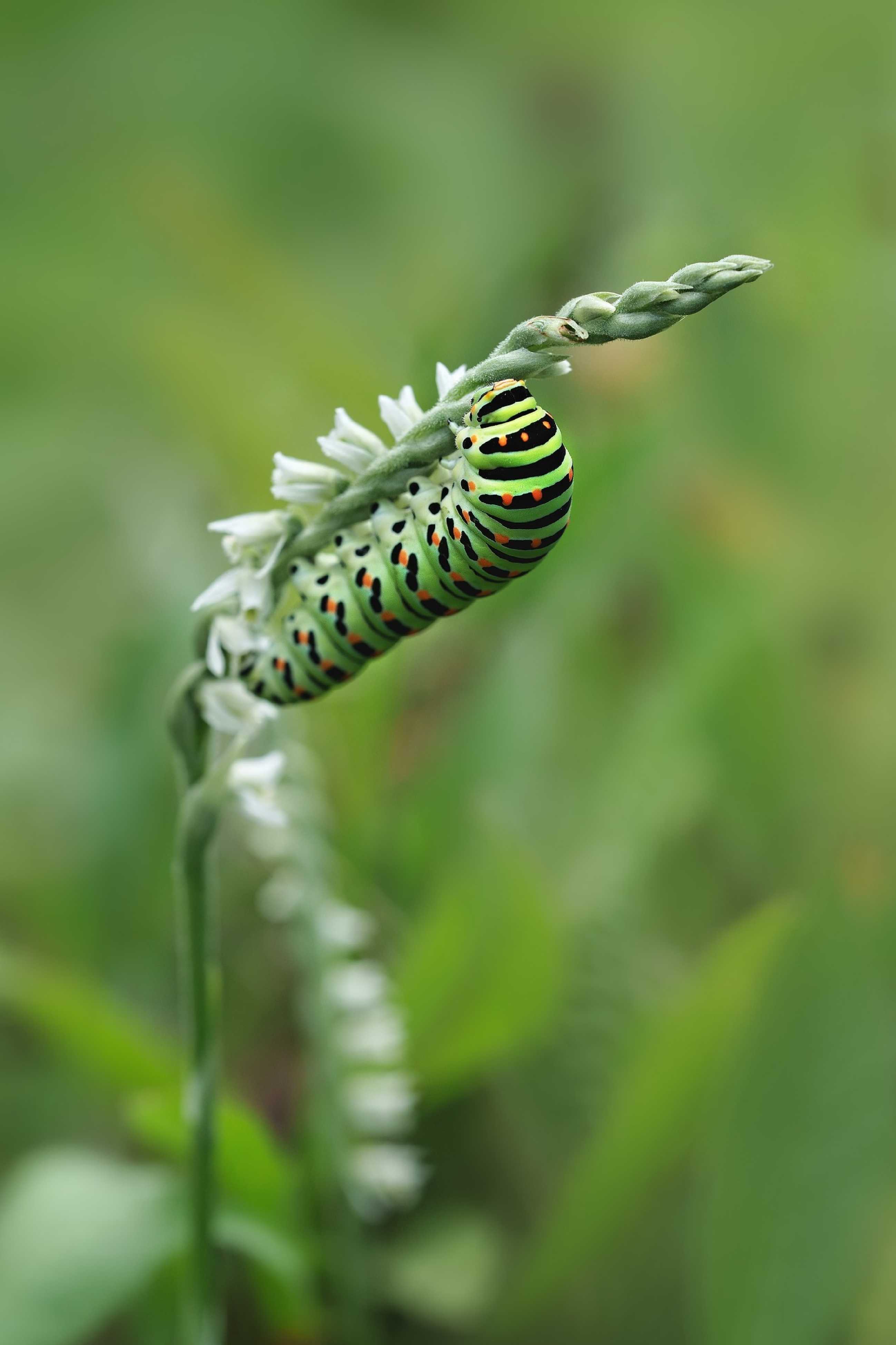 Švihlík krutiklas - Spiranthes spiralis - Foto Jana Ježková 0724 (2)