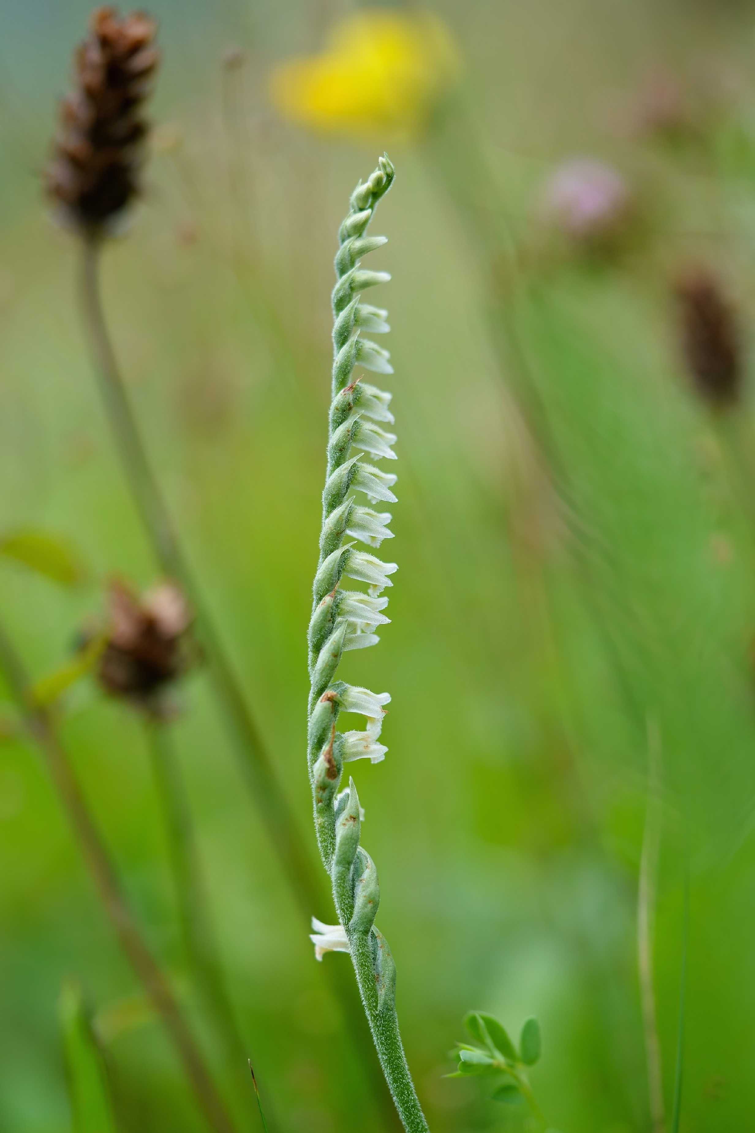 Švihlík krutiklas - Spiranthes spiralis - Foto Jana Ježková 0724 (3)