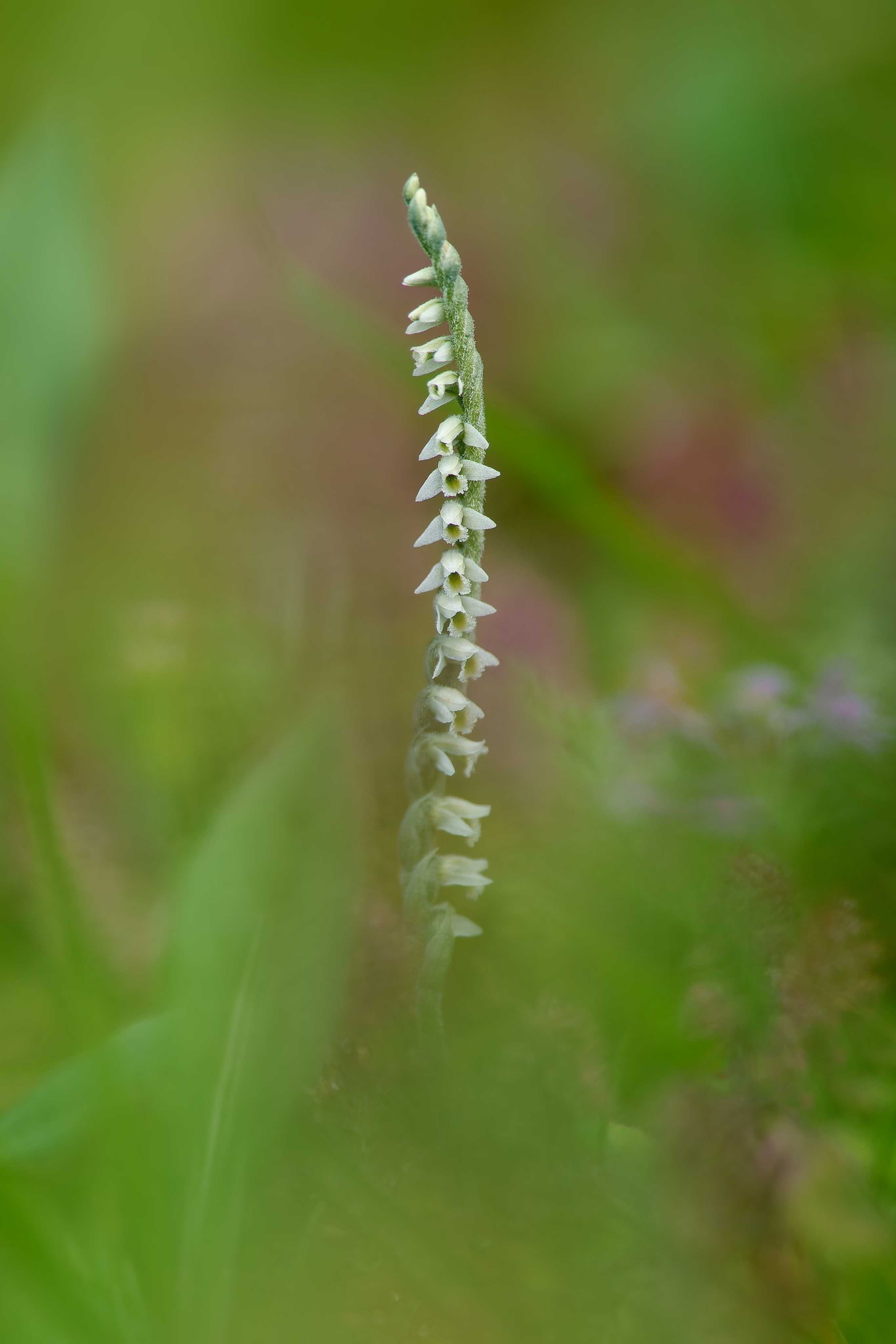 Švihlík krutiklas - Spiranthes spiralis - Foto Jana Ježková 0724 (4)