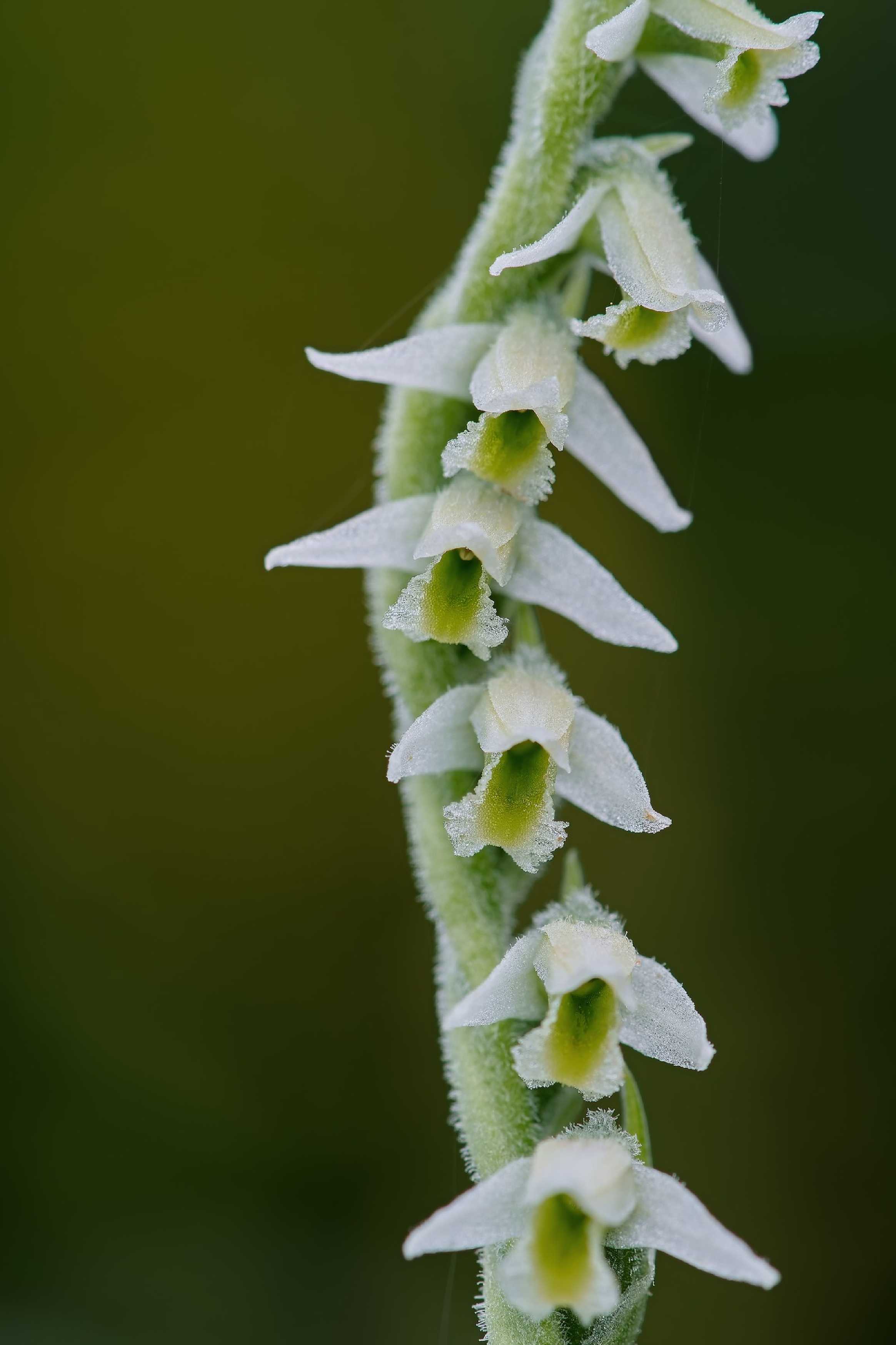 Švihlík krutiklas - Spiranthes spiralis - Foto Jana Ježková 0724 (5)