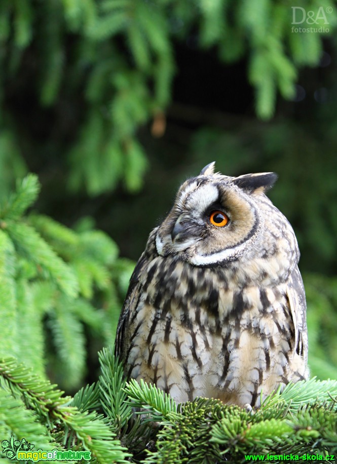 Kalous ušatý - Asio otus - Foto Petra Naimanová