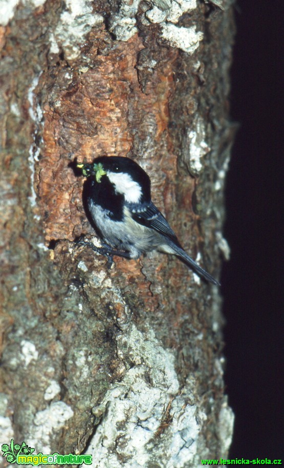 Sýkora uhelníček - Parus ater - Foto Gerd Ritschel (2)