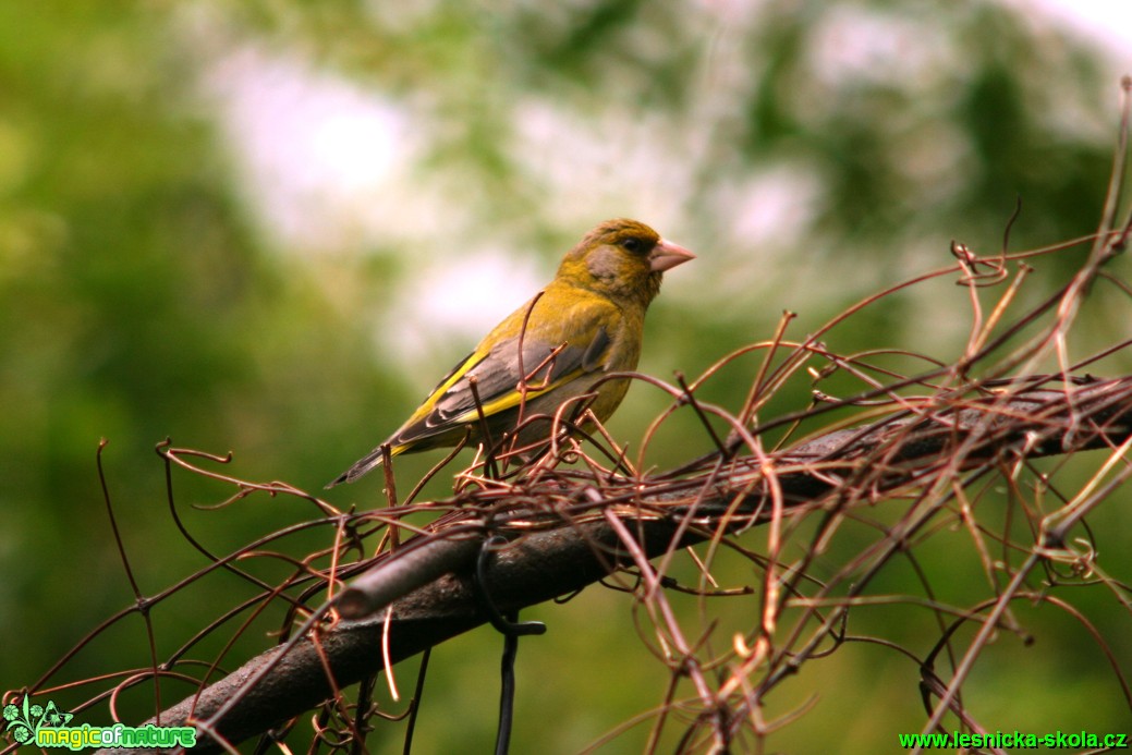 Zvonek zelený - Chloris chloris - Foto Gerd Ritschel (1)