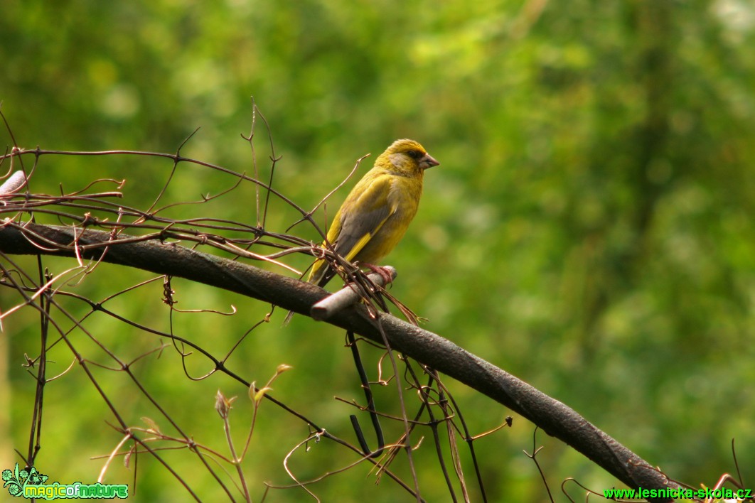 Zvonek zelený - Chloris chloris - Foto Gerd Ritschel (2)