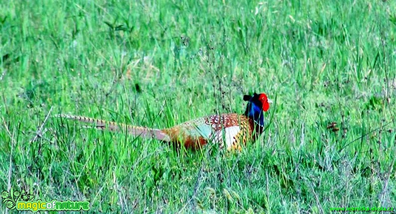 Bažant obecný - Phasianus colchicus - Foto Rasťo Salčík (1)