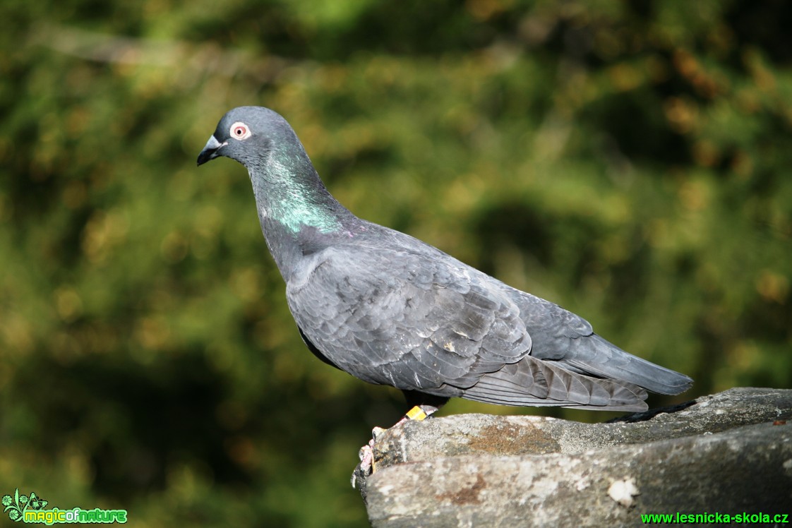 Holub - Columba - Foto Gerd Ritschel  (2)