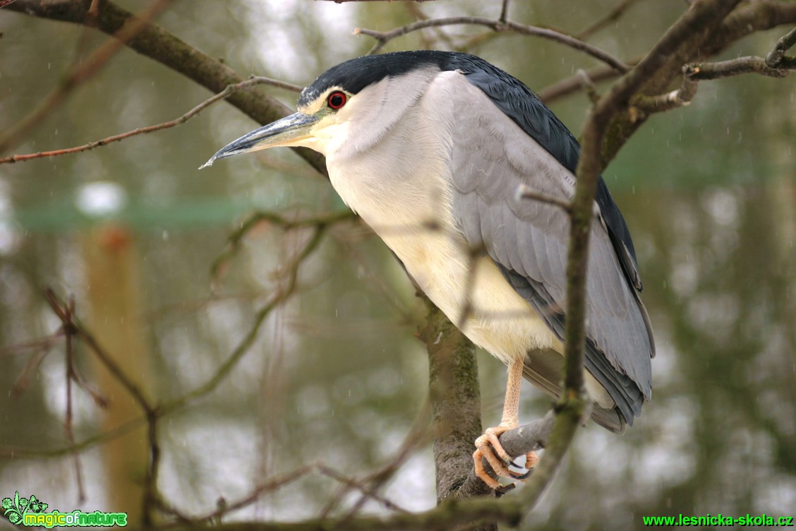 Kvakoš noční - Nycticorax nycticorax - Foto Gerd Ritschel (3)