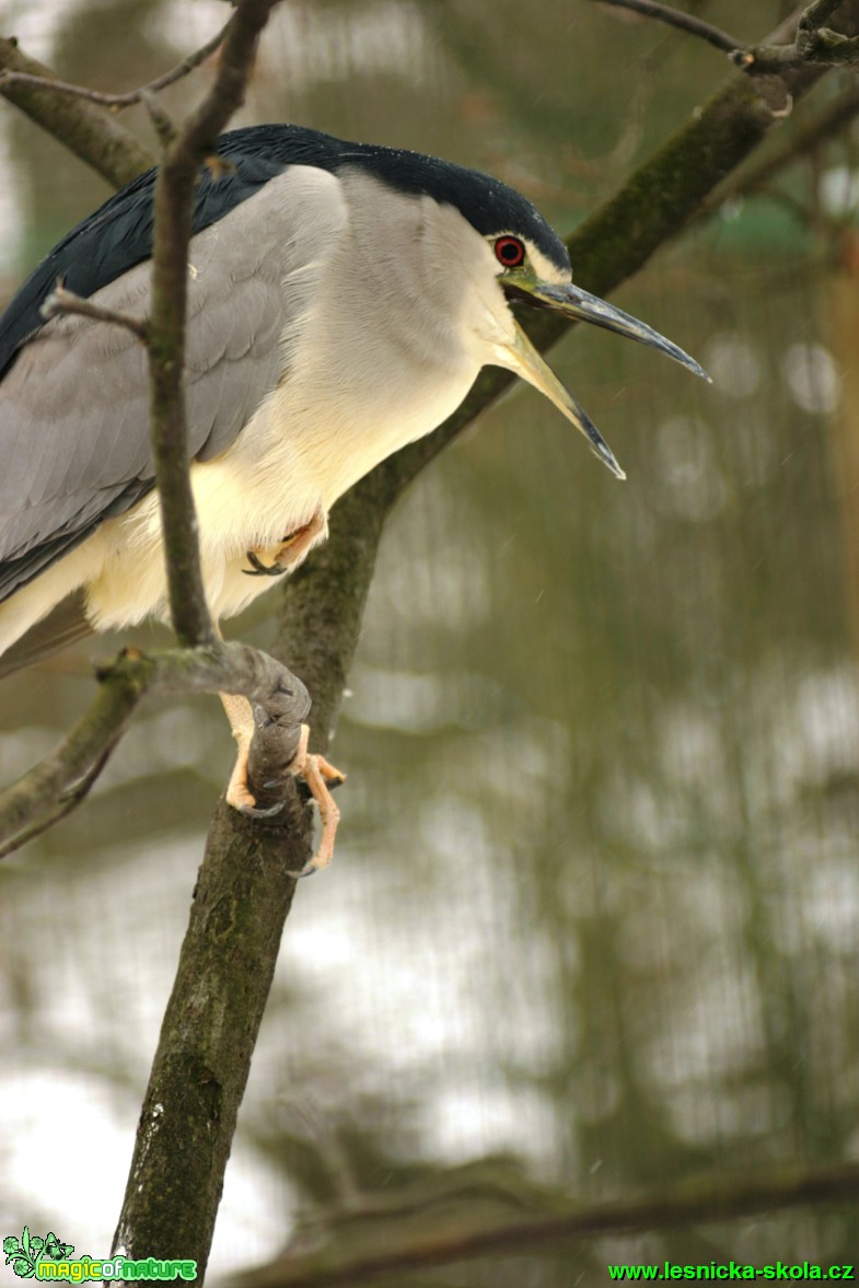 Kvakoš noční - Nycticorax nycticorax - Foto Gerd Ritschel (5)