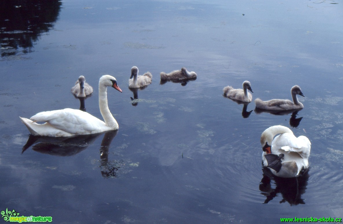 Labuť velká - Cygnus olor - Foto Gerd Ritschel (1)