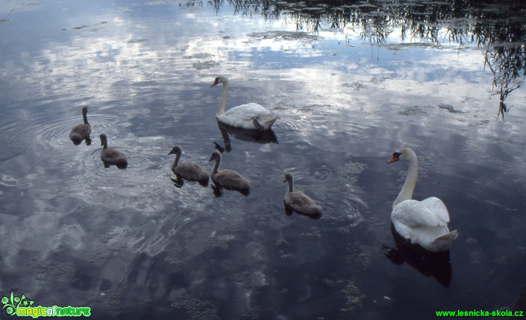 Labuť velká - Cygnus olor - Foto Gerd Ritschel (9)