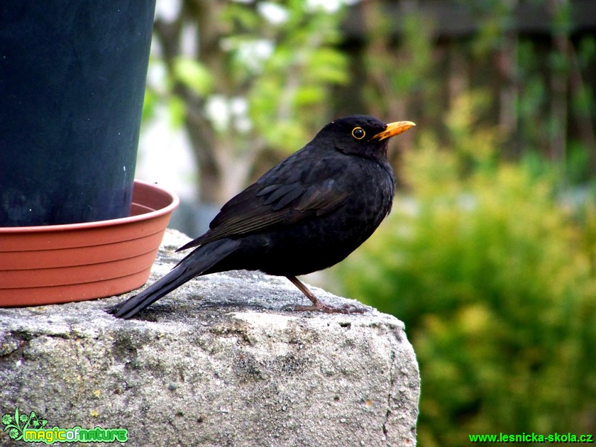 Kos černý - Turdus merula - Foto Andrea Horová