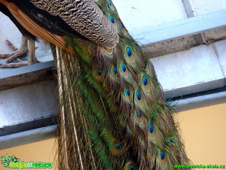 Páv korunkatý - Pavo cristatus - Foto David Hlinka (1)